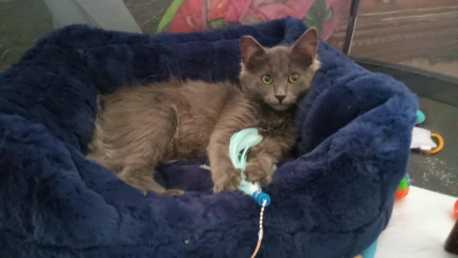 Grayson, Adoptable, Young Male Domestic Medium Hair.