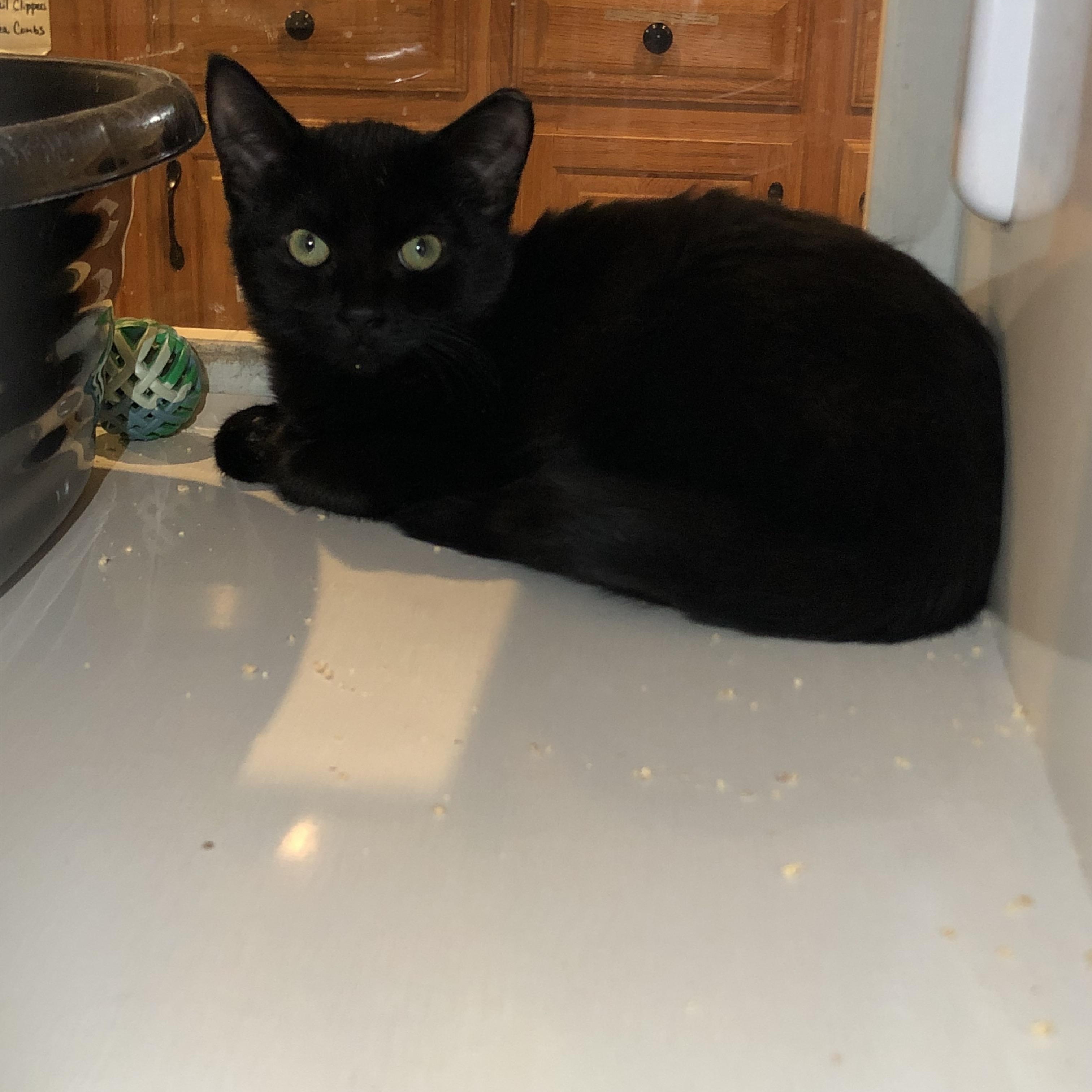 Enlarge Wallaby Way, an adoptable Domestic Short Hair in Salisbury, MA image 1/3