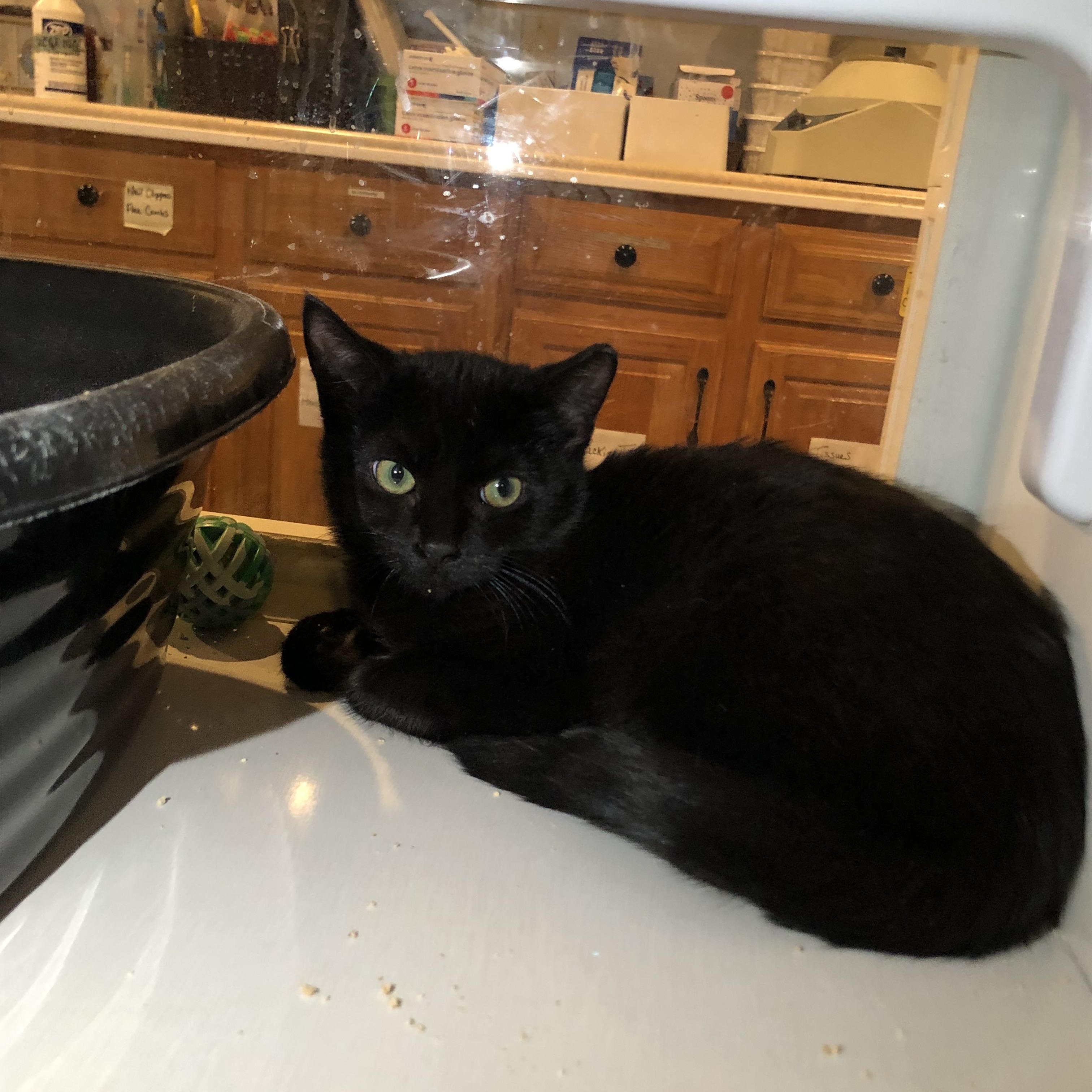 Enlarge Wallaby Way, an adoptable Domestic Short Hair in Salisbury, MA image 2/3