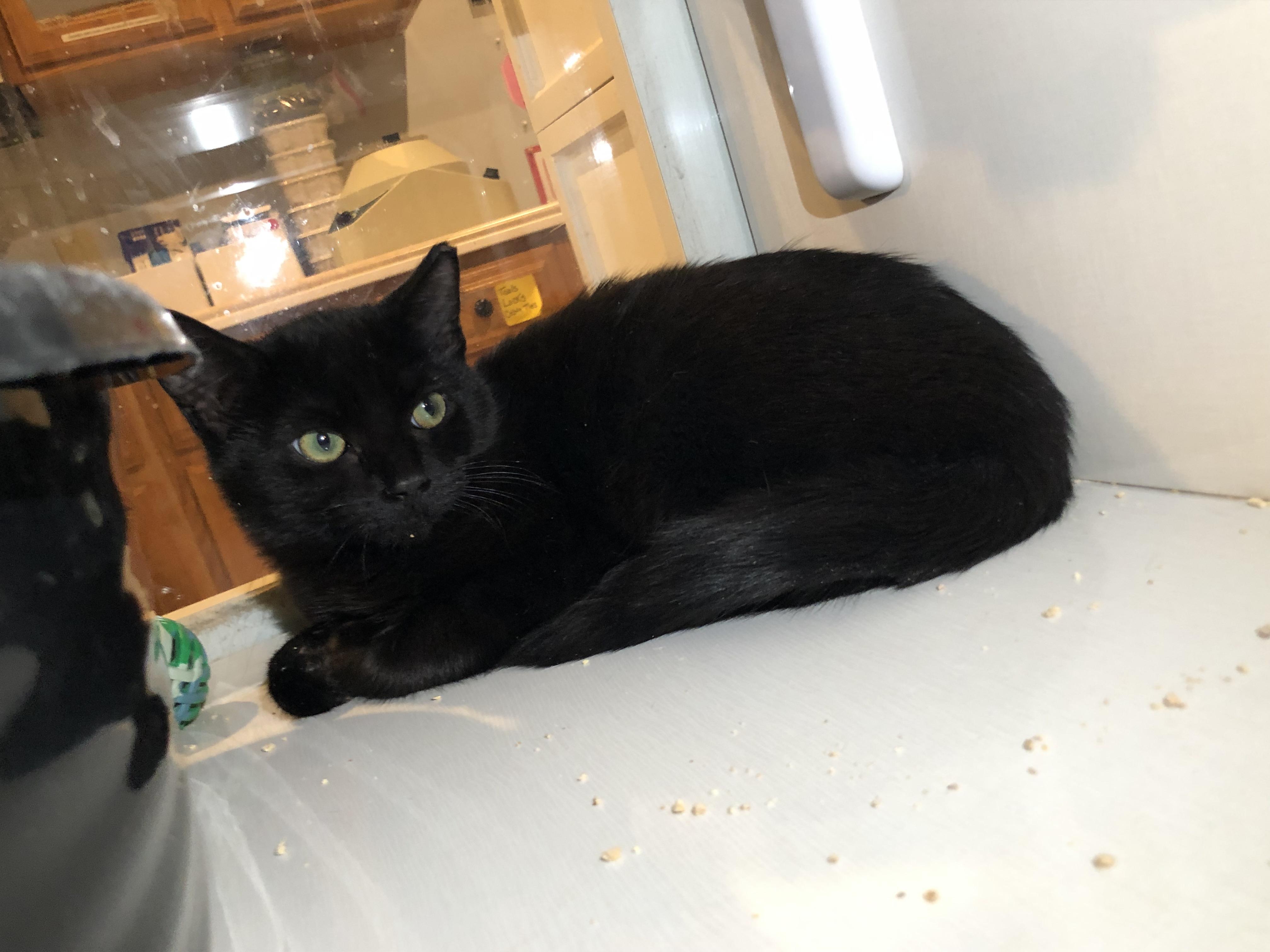 Enlarge Wallaby Way, an adoptable Domestic Short Hair in Salisbury, MA image 3/3