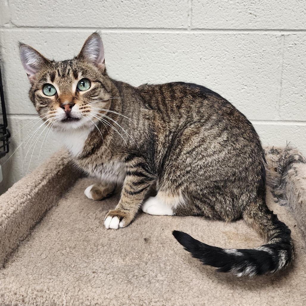 Tink, Adoptable, Adult Male Domestic Short Hair.