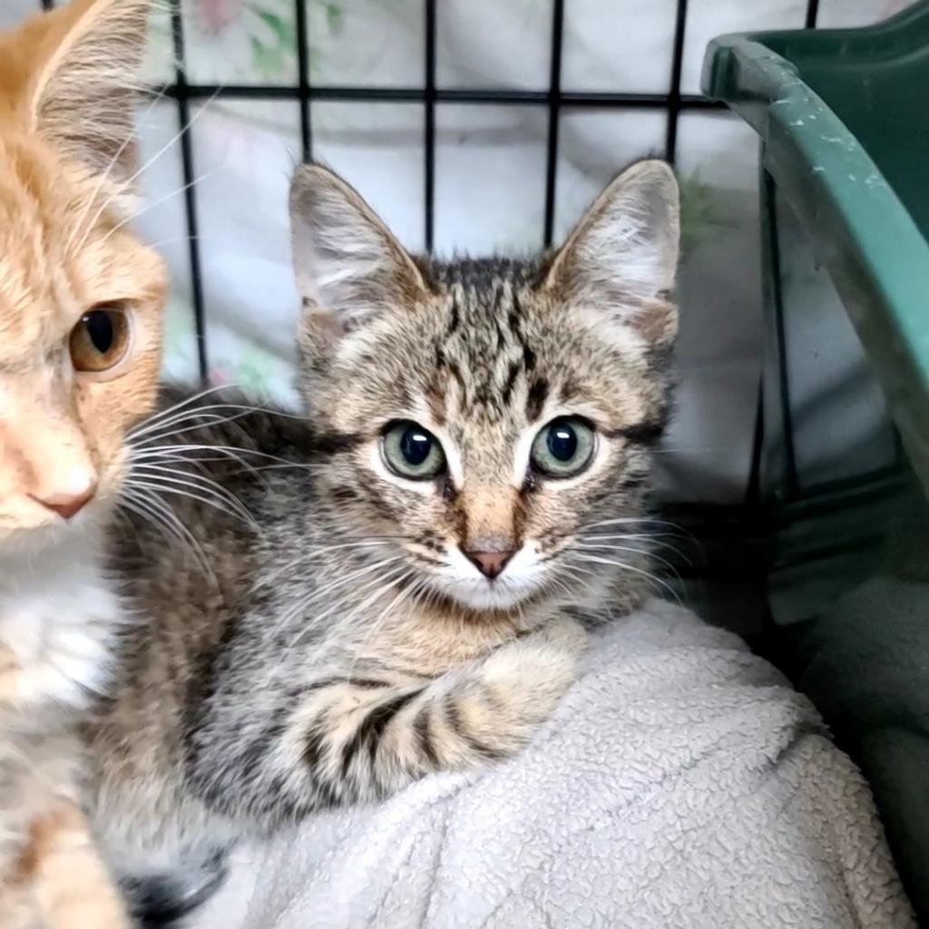 Tink, a Adoptable Domestic Short Hair in Monroe, MI image 1/4