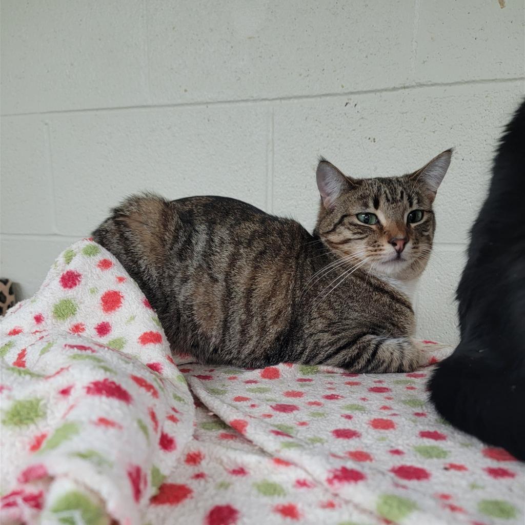 Tink, a Adoptable Domestic Short Hair in Monroe, MI image 2/4