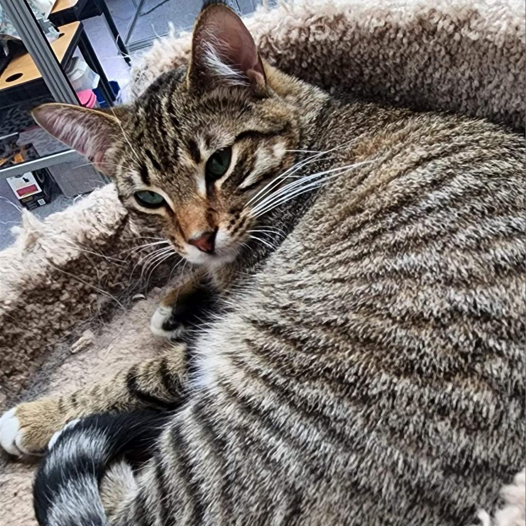 Tink, a Adoptable Domestic Short Hair in Monroe, MI image 3/4