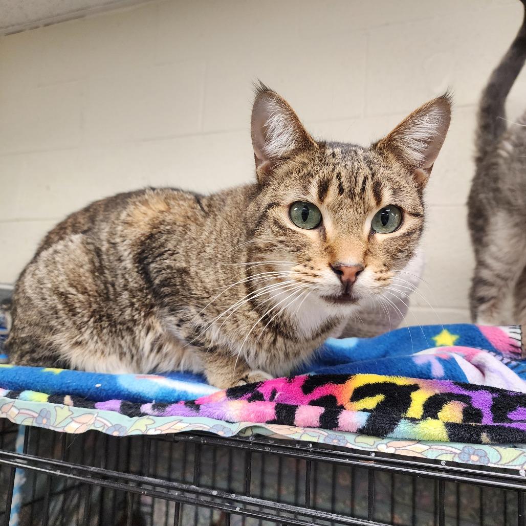 Tink, a Adoptable Domestic Short Hair in Monroe, MI image 4/4