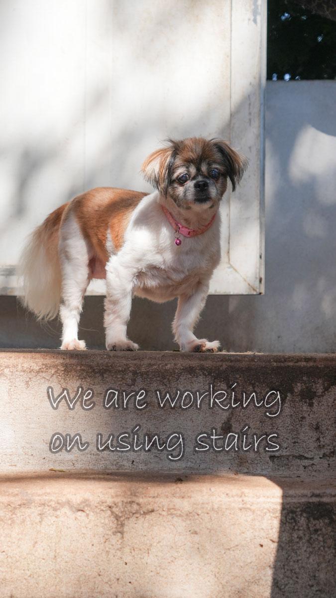 Enlarge Millie, a Adoptable Pekingese in Queens Village, NY image 2/5