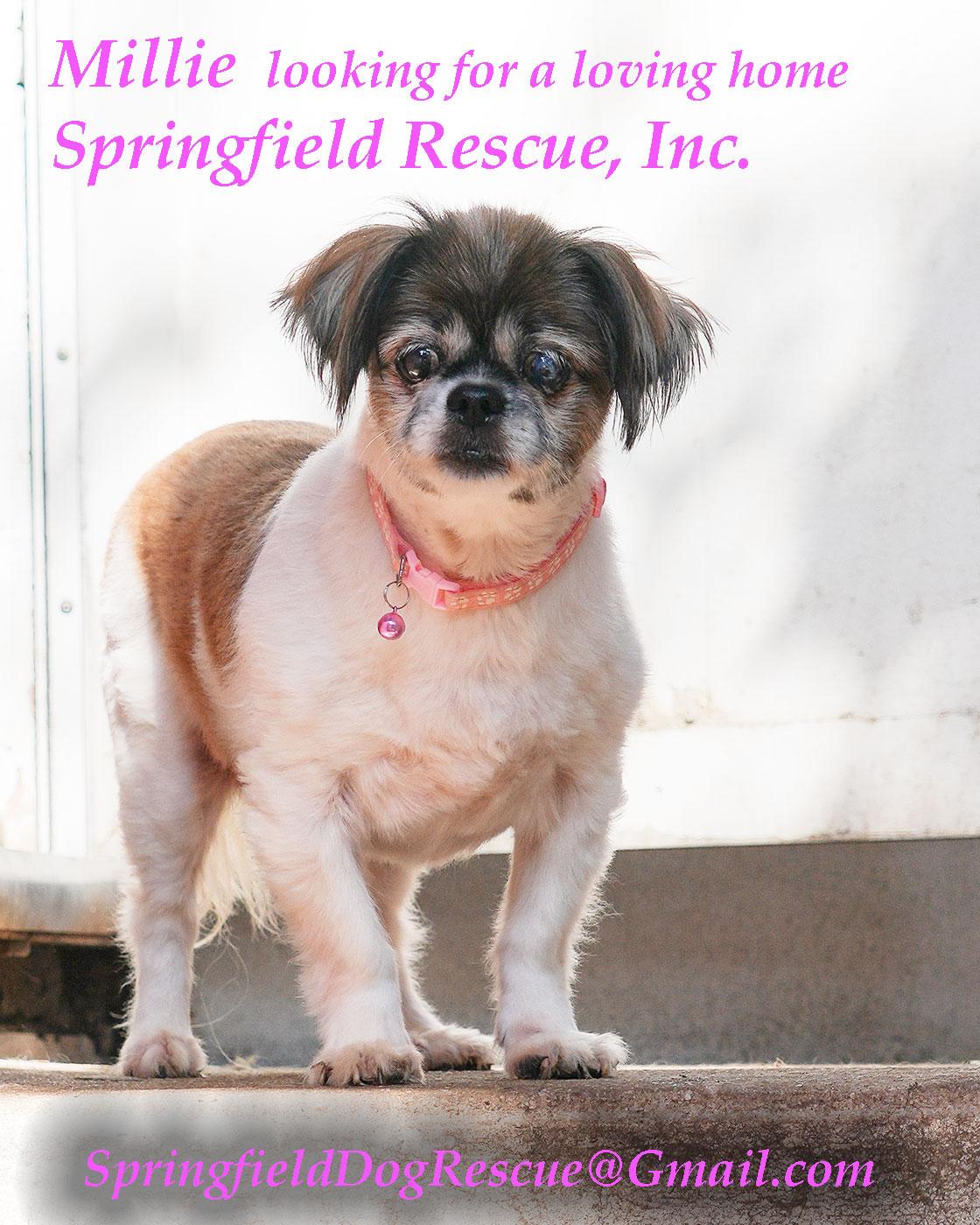 Millie, a Adoptable mixed breed in Queens Village, NY image 2/4