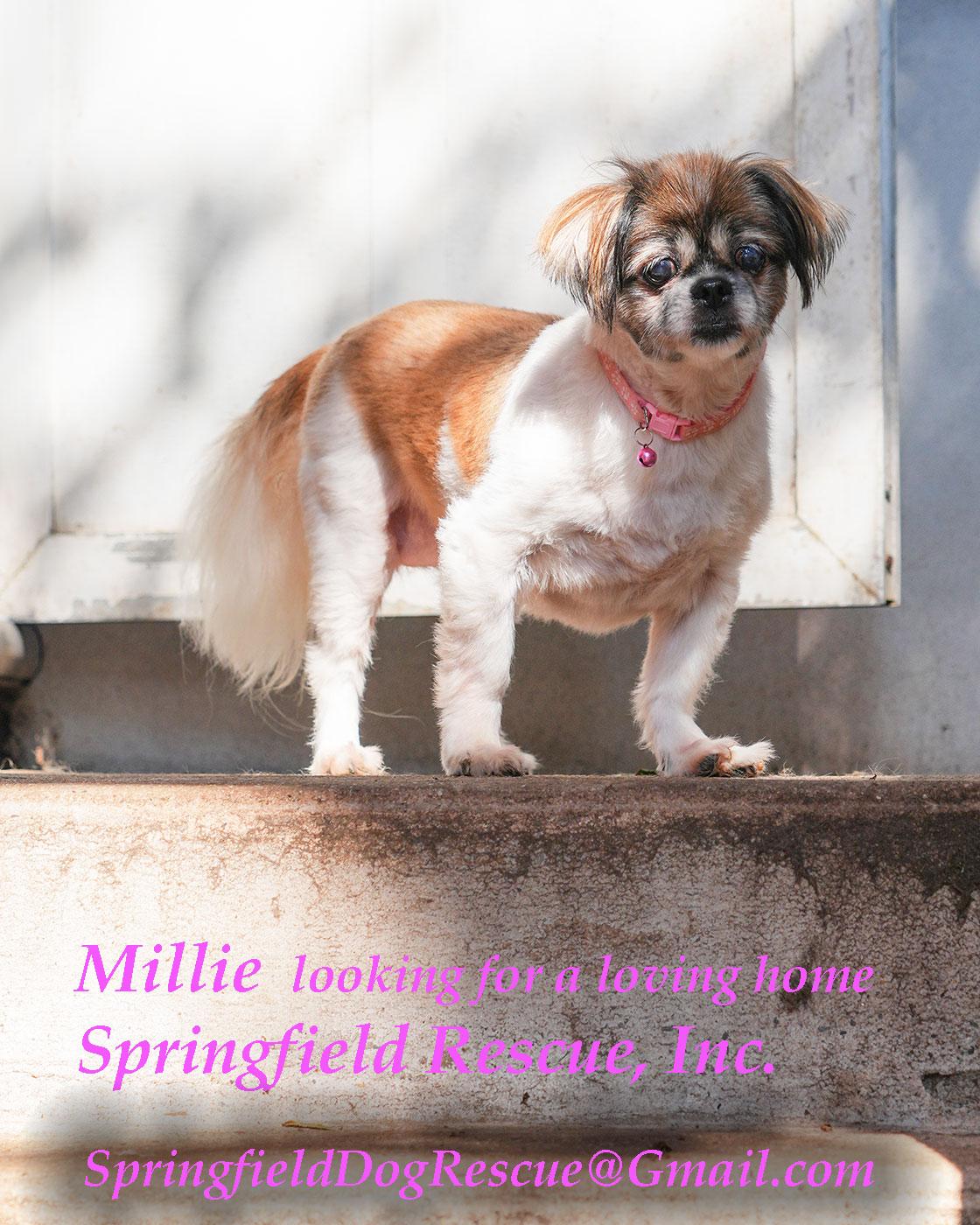 Millie, a Adoptable mixed breed in Queens Village, NY image 3/4