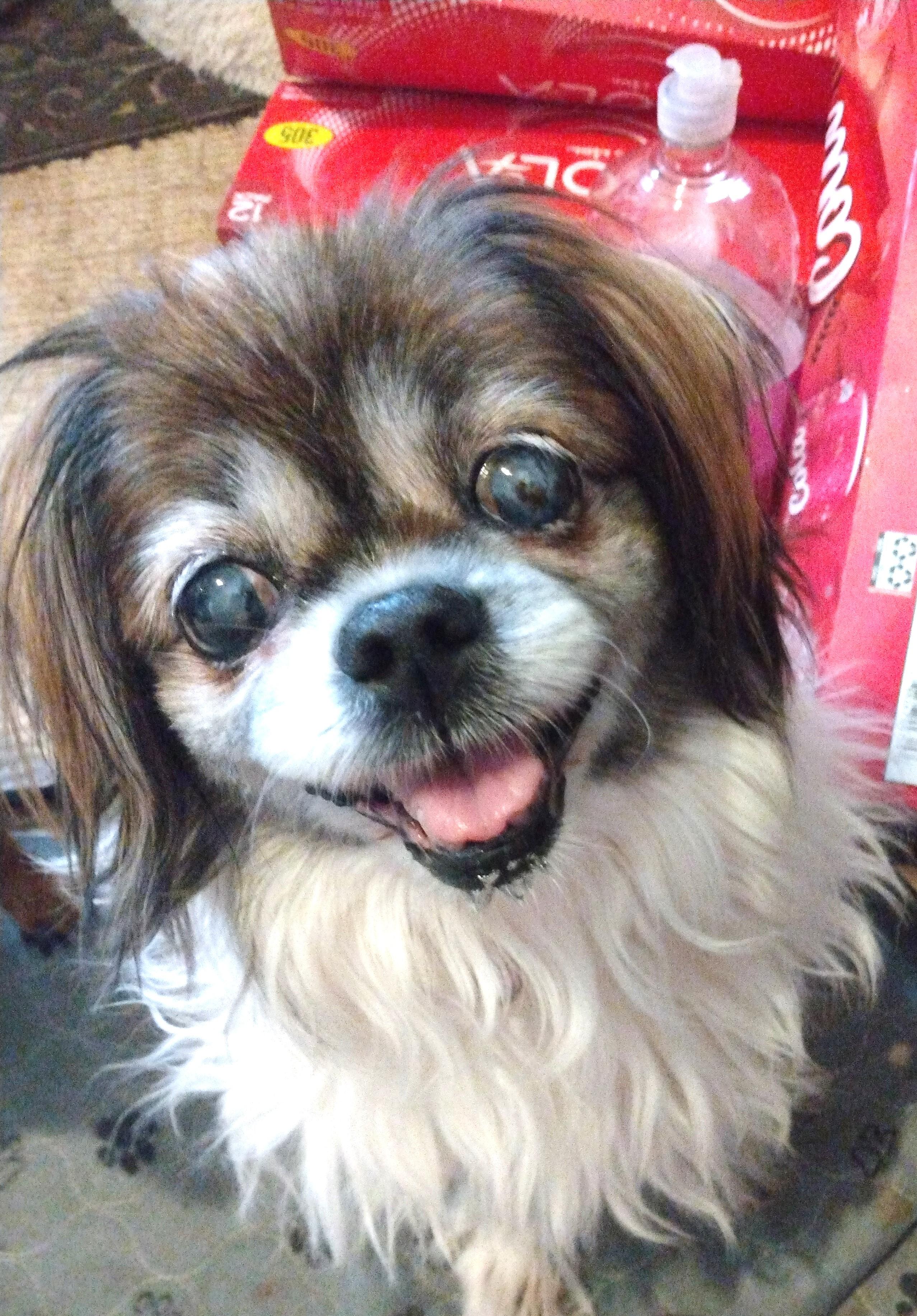 Millie, Adoptable, Adult Female Pekingese.