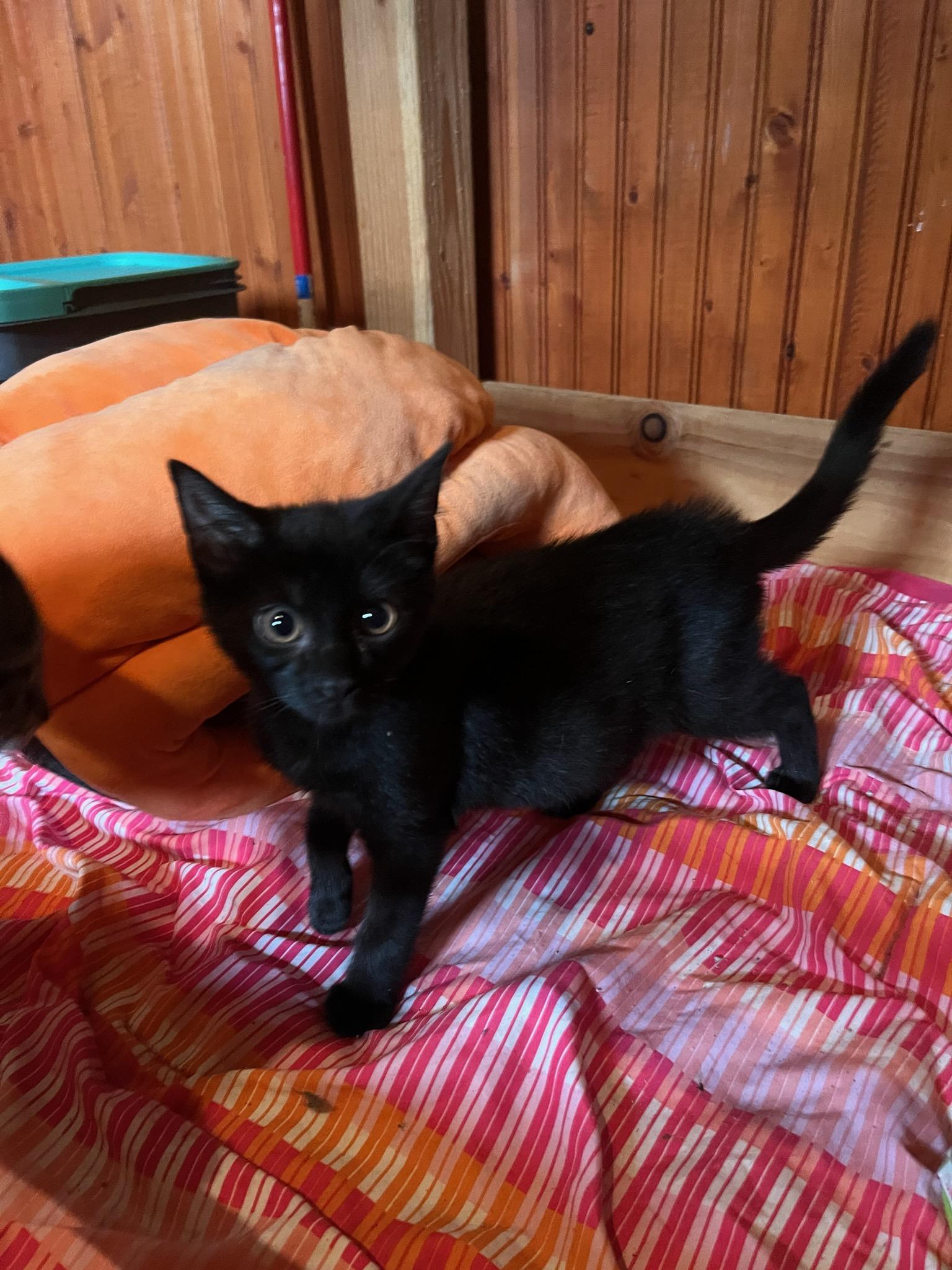 Enlarge Star, a ADOPTABLE Domestic Short Hair in Ashland, OH image 1/1