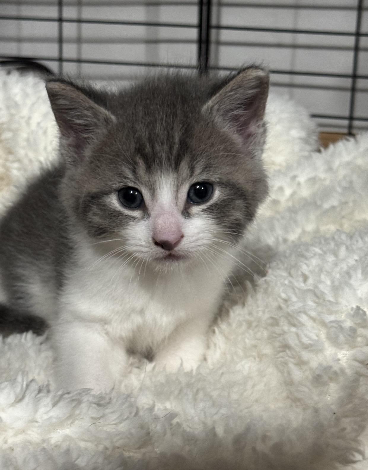 Enlarge Leia, a ADOPTABLE Domestic Short Hair in Port Washington, WI image 1/1