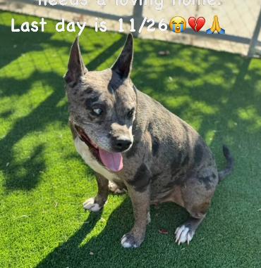 Merle, a Adoptable mixed breed in La Honda, CA image 2/3