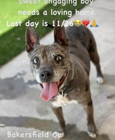 Merle, a Adoptable mixed breed in La Honda, CA image 1/3