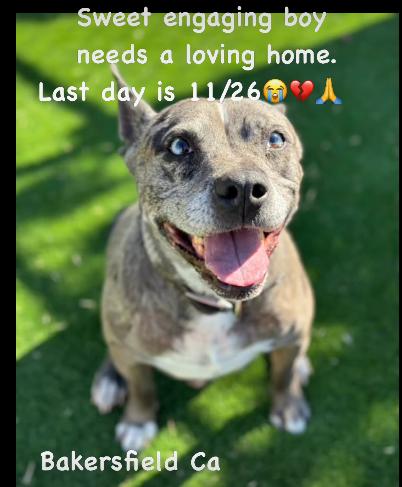 Merle, a Adoptable mixed breed in La Honda, CA image 3/3