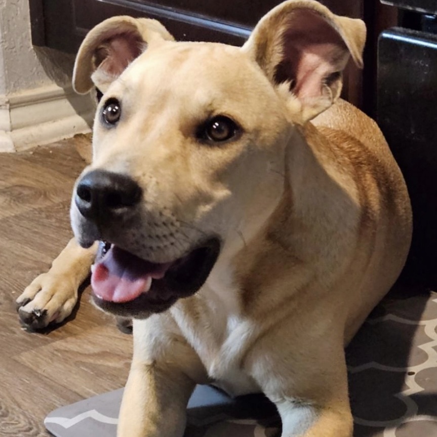 Nugget, Adopted, Young Male Labrador Retriever.