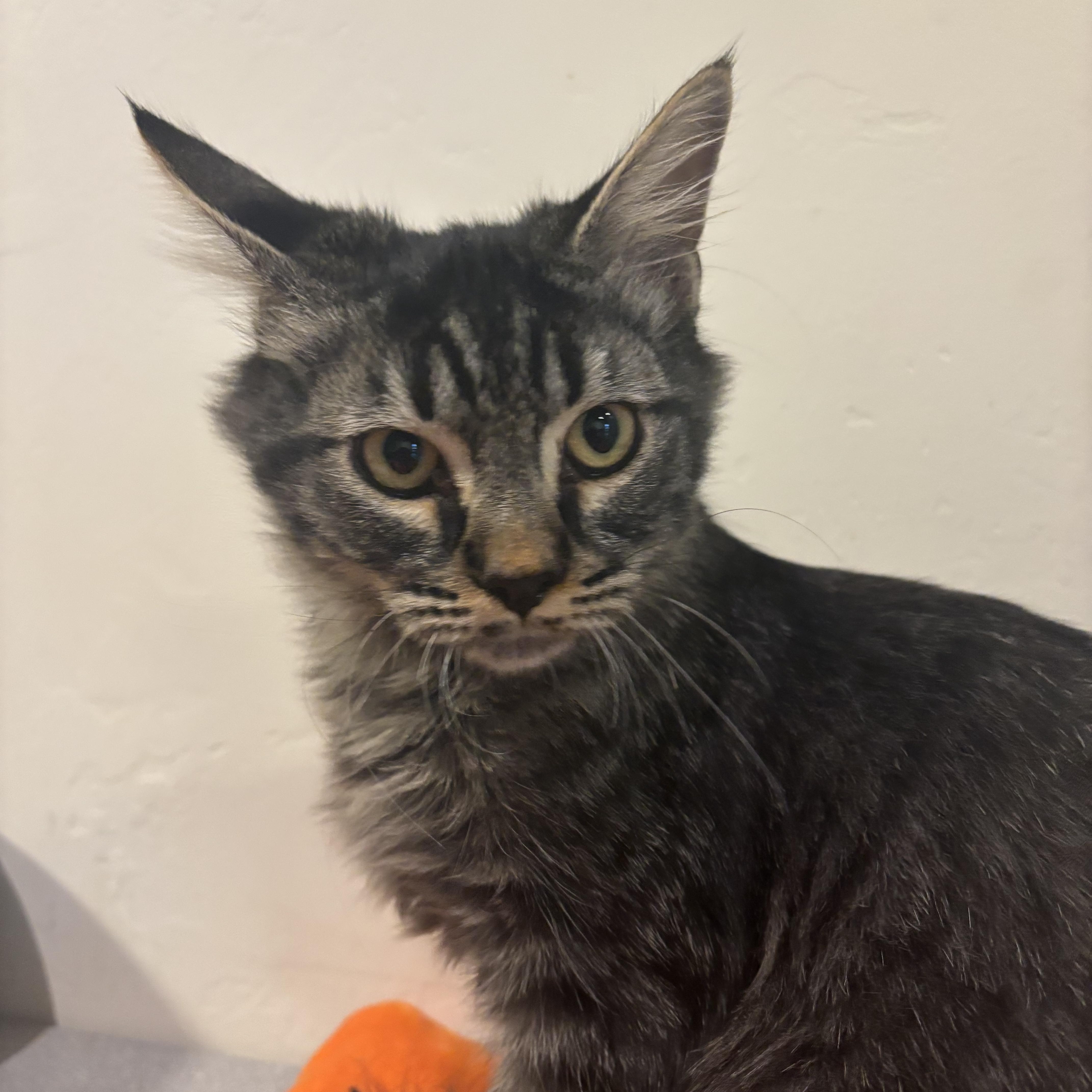 Enlarge Bear, a Adoptable Tabby in Eagle, CO image 6/6