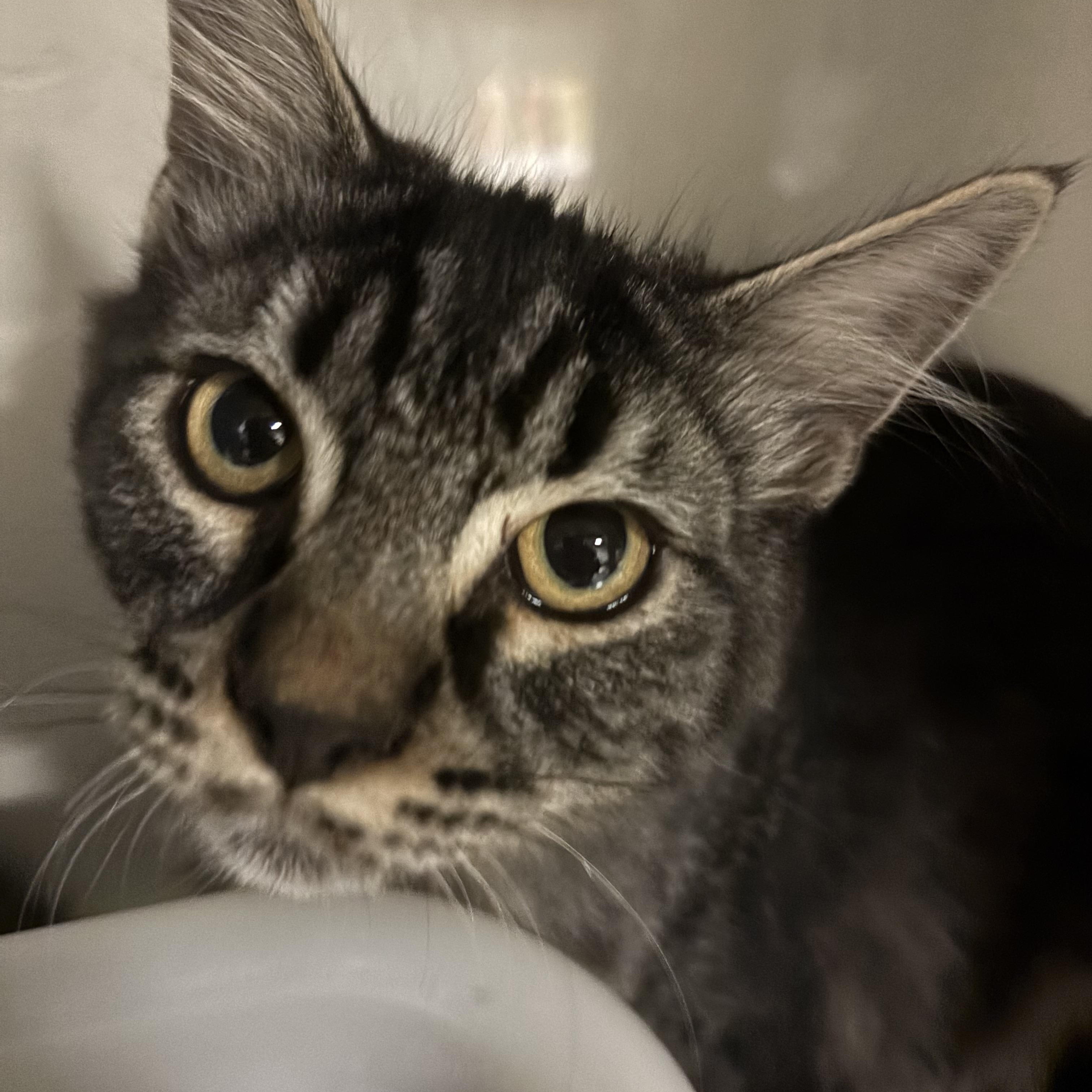 Enlarge Bear, a Adoptable Tabby in Eagle, CO image 3/6