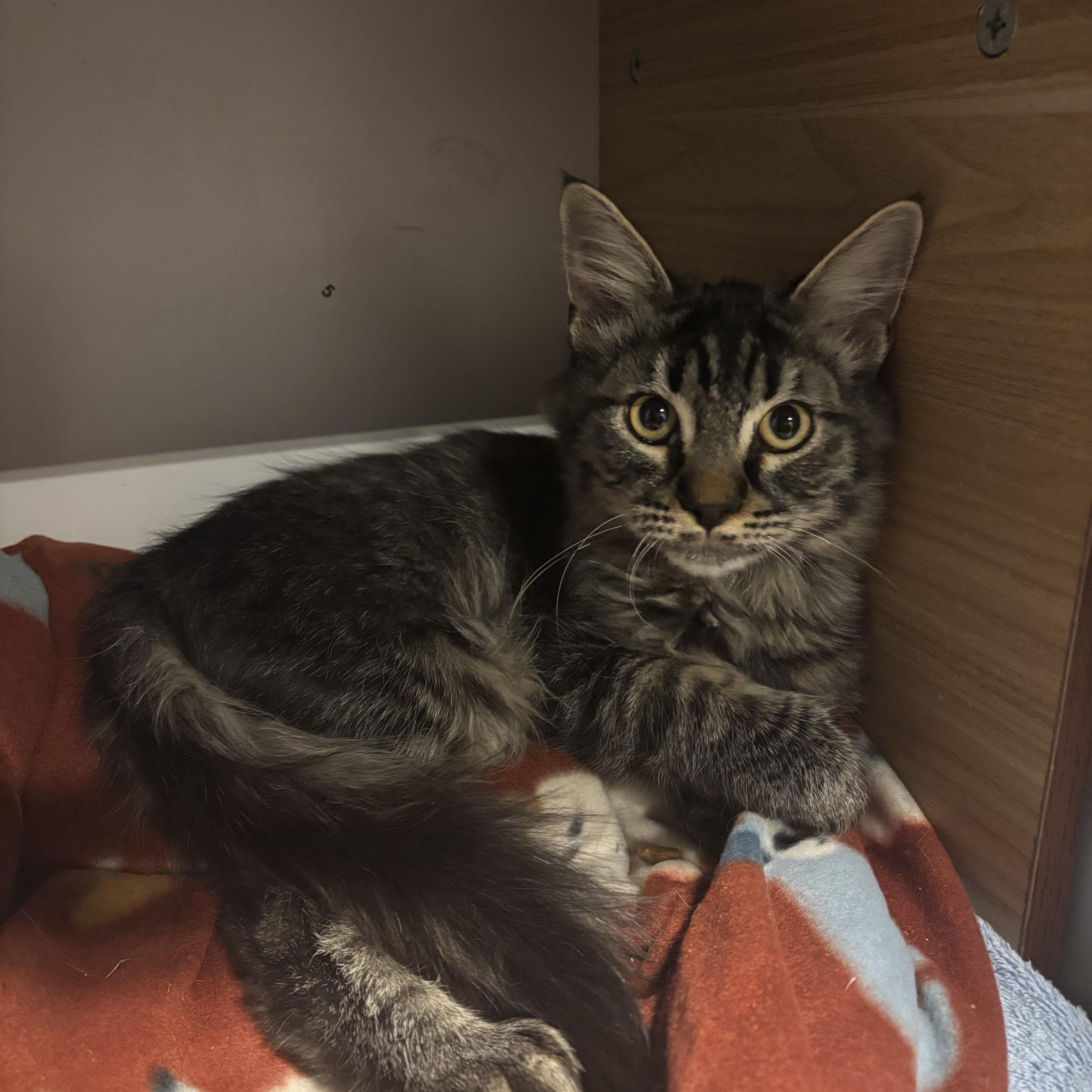 Enlarge Bear, a Adoptable Tabby in Eagle, CO image 1/6