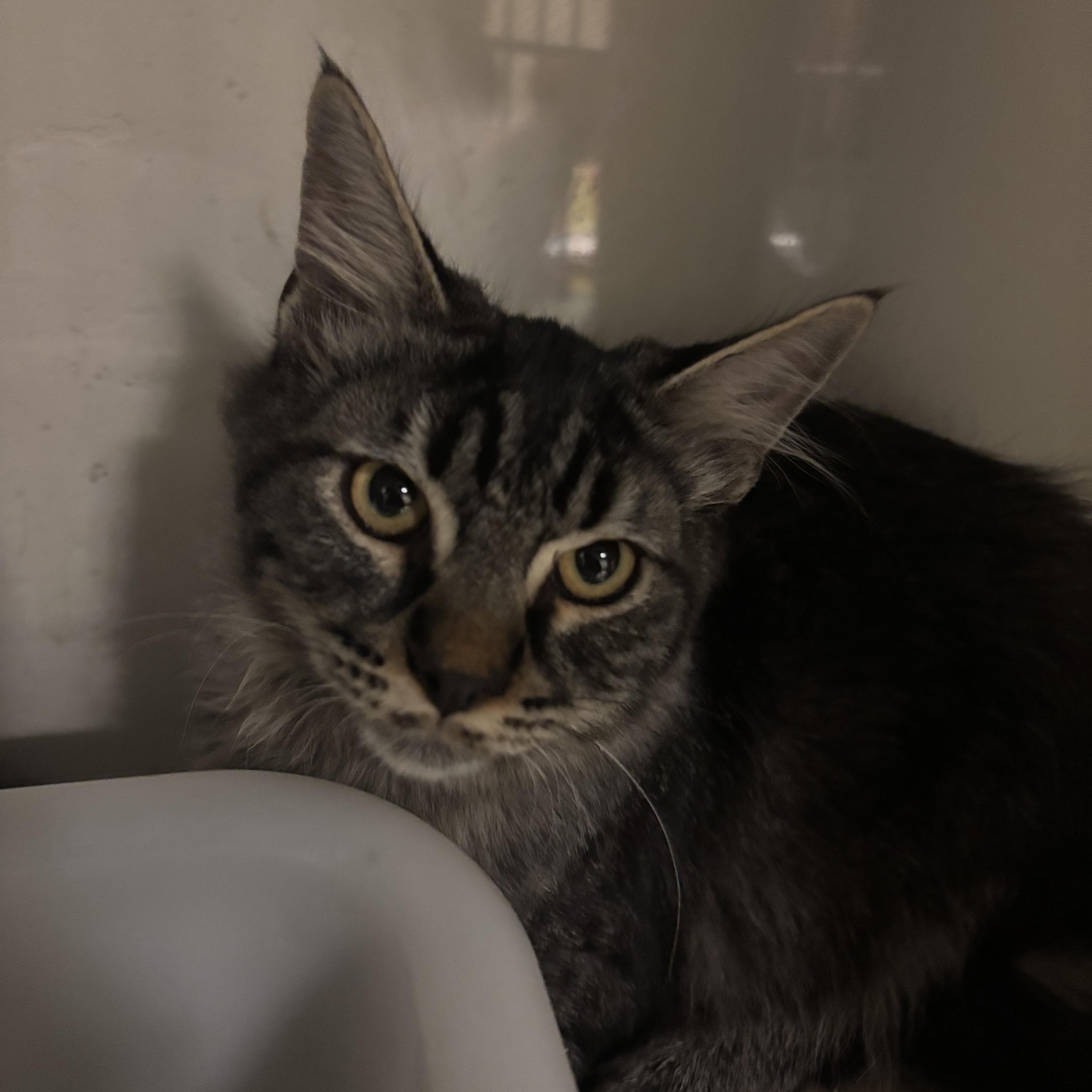 Enlarge Bear, a Adoptable Tabby in Eagle, CO image 5/6