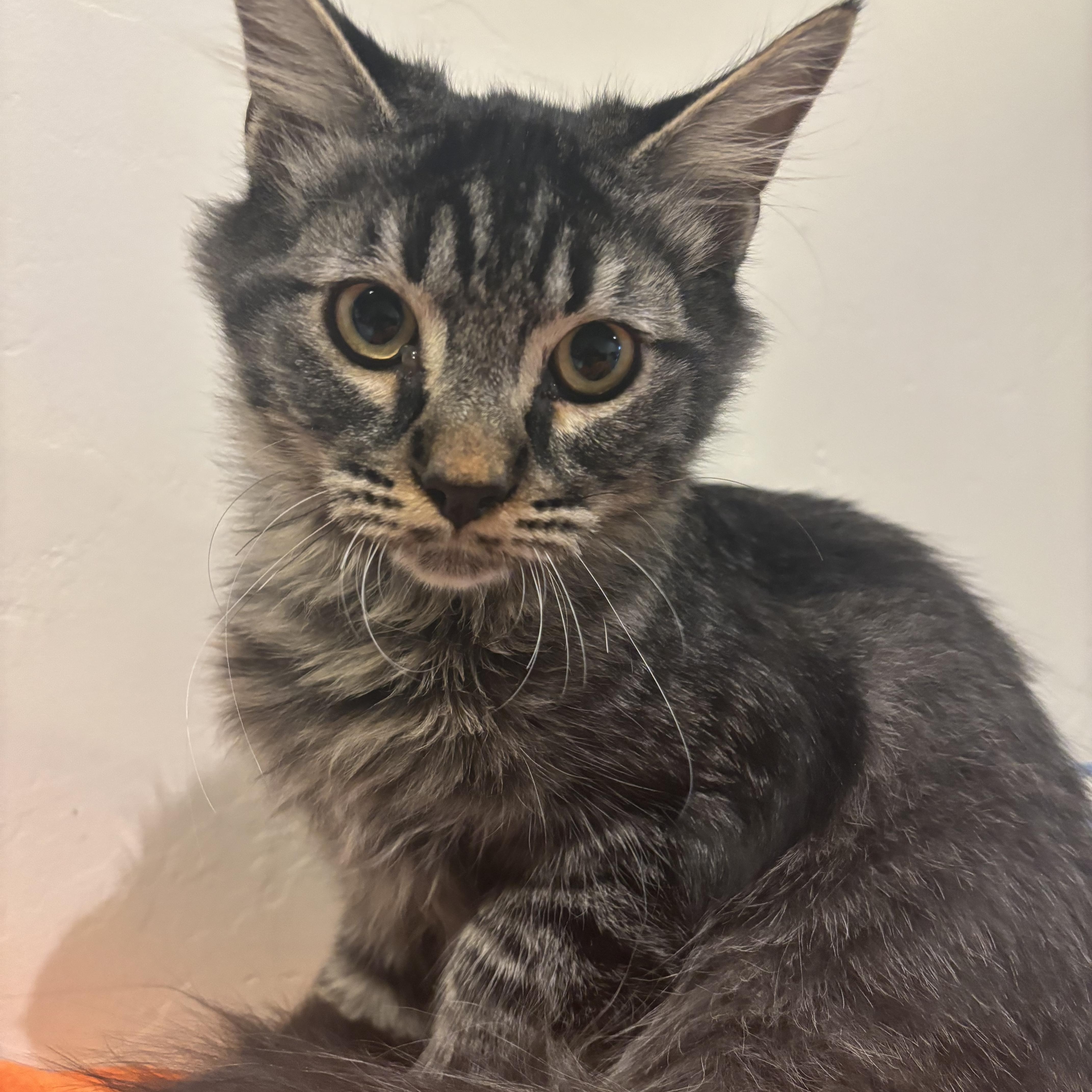Enlarge Bear, a Adoptable Tabby in Eagle, CO image 2/6