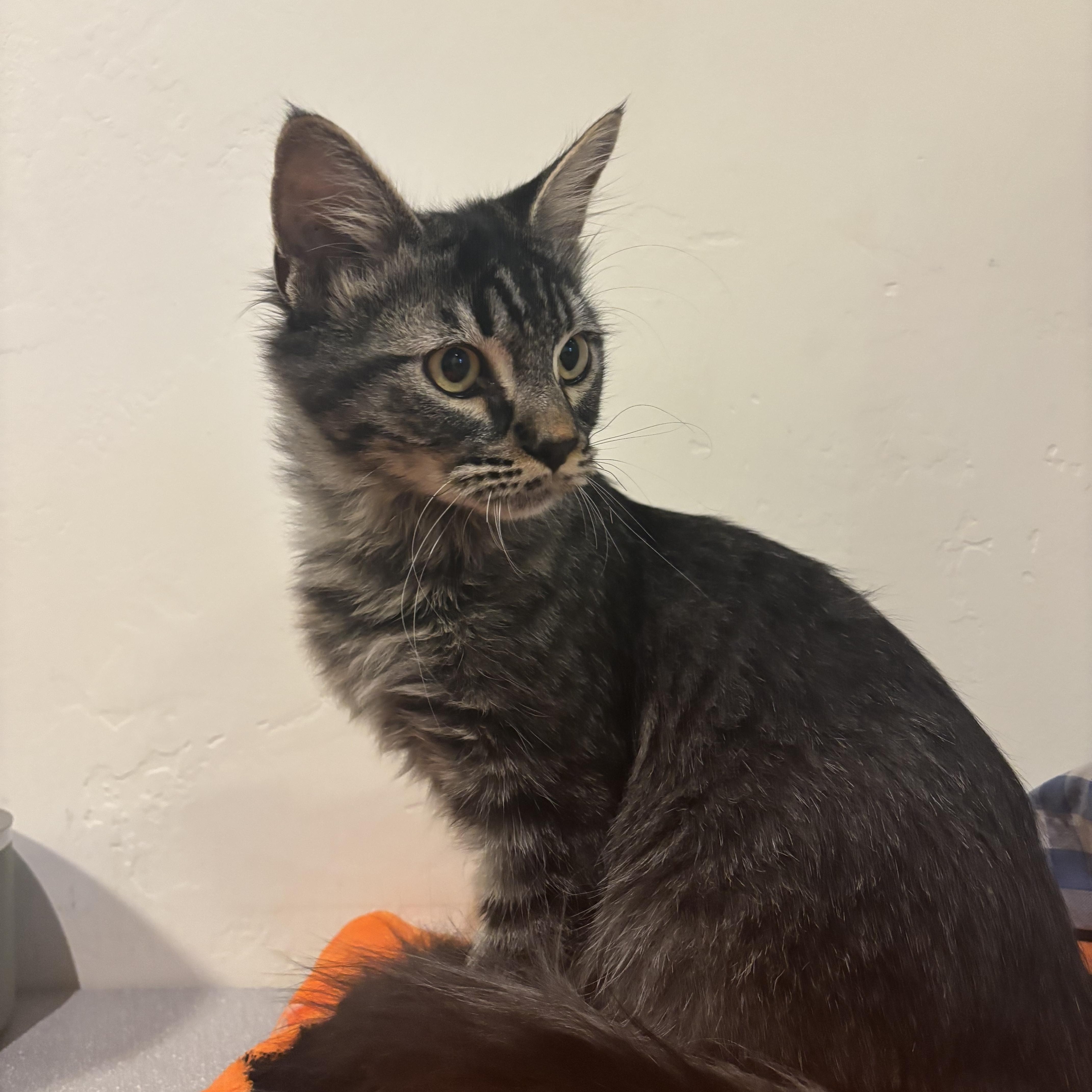 Enlarge Bear, a Adoptable Tabby in Eagle, CO image 4/6