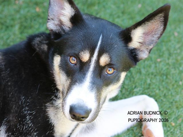 Enlarge Bianca, a ADOPTABLE Mixed Breed in Nashville, TN image 1/1