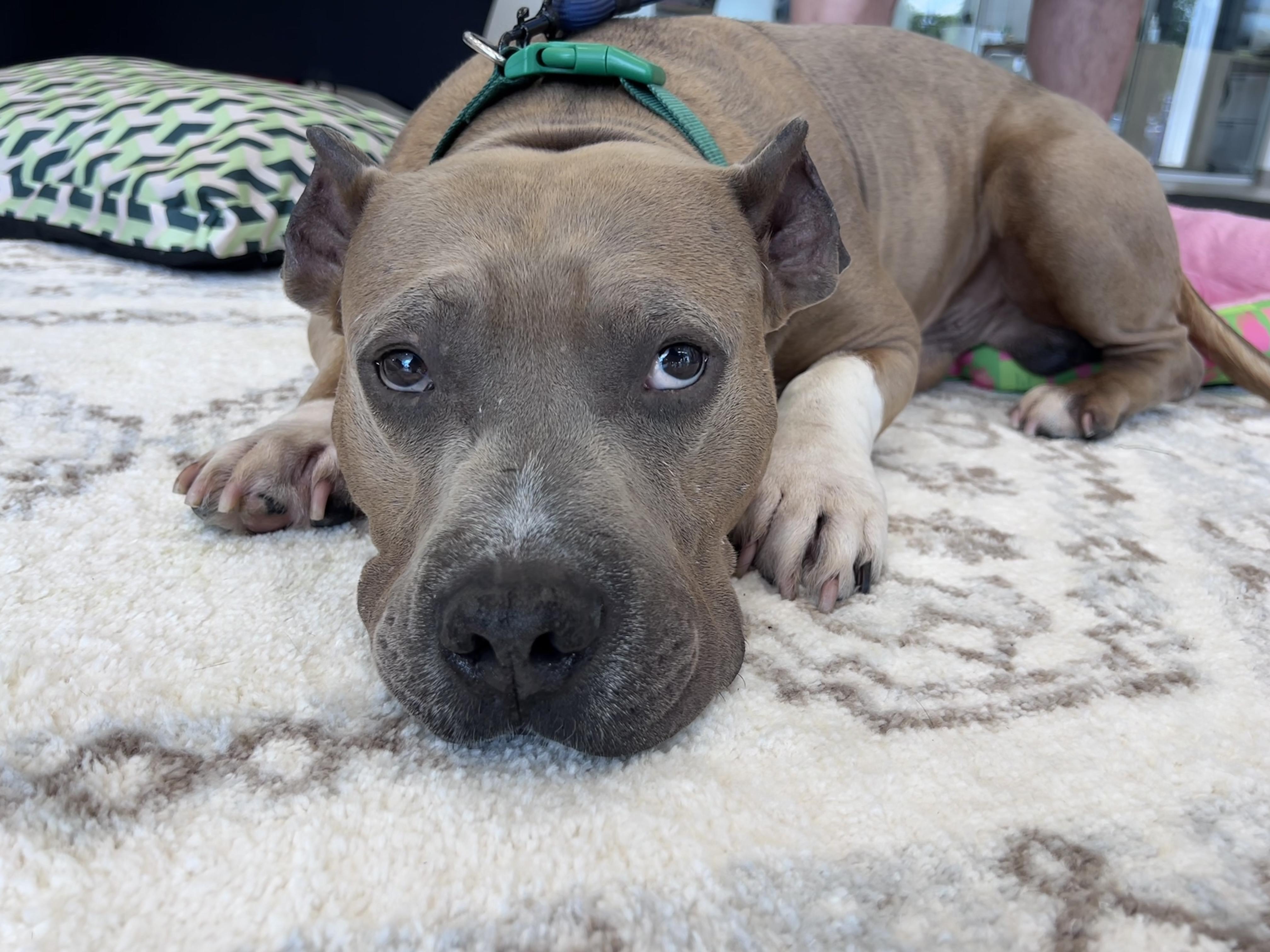 Enlarge Roar, a ADOPTABLE Mixed Breed in Rochester , NY image 2/6