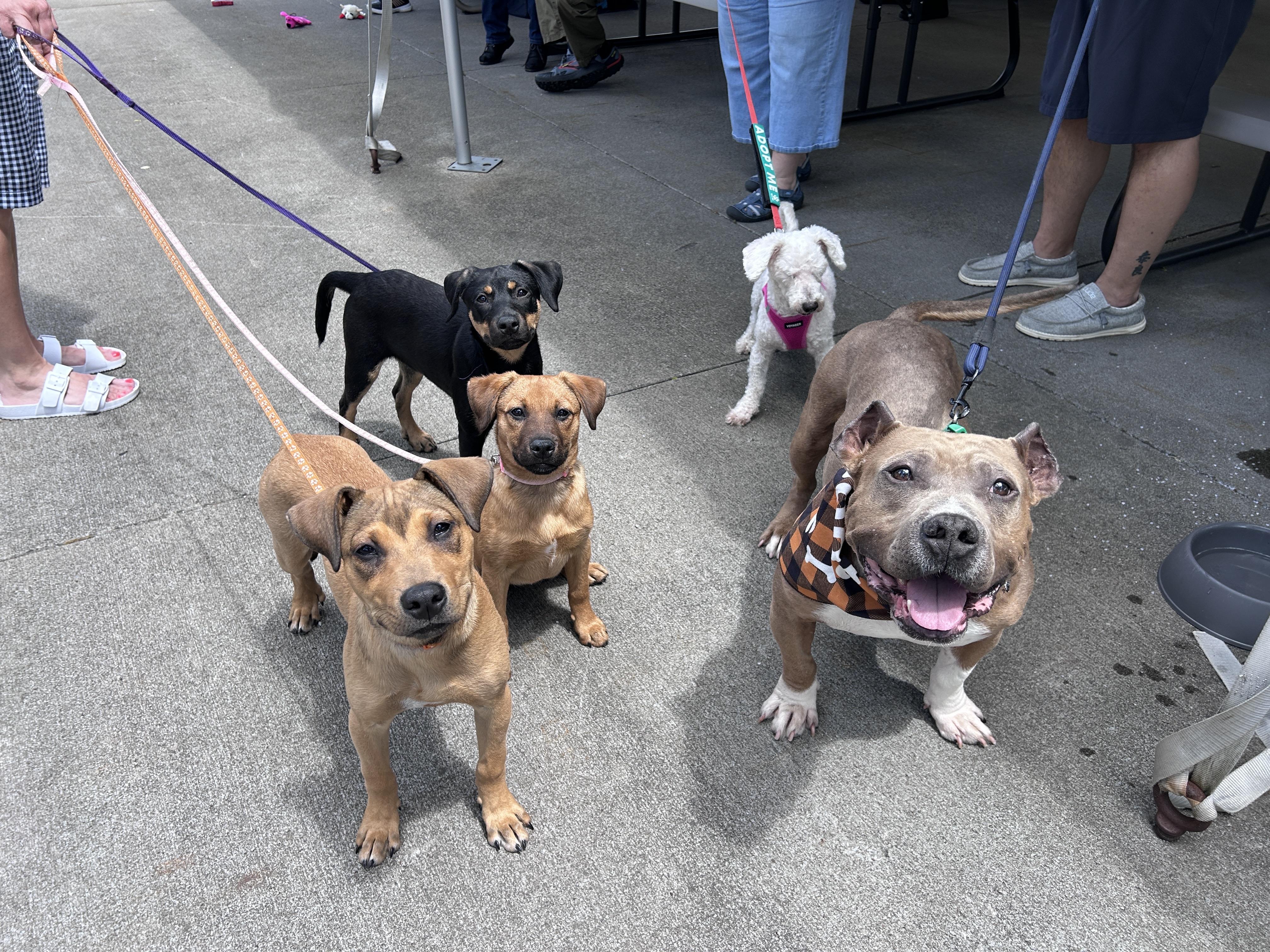 Enlarge Roar, a ADOPTABLE Mixed Breed in Rochester , NY image 6/6