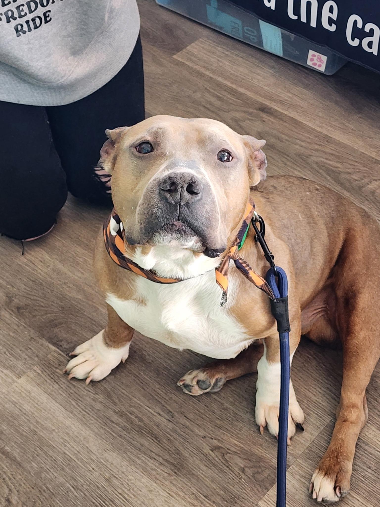 Enlarge Roar, a ADOPTABLE Mixed Breed in Rochester , NY image 5/6