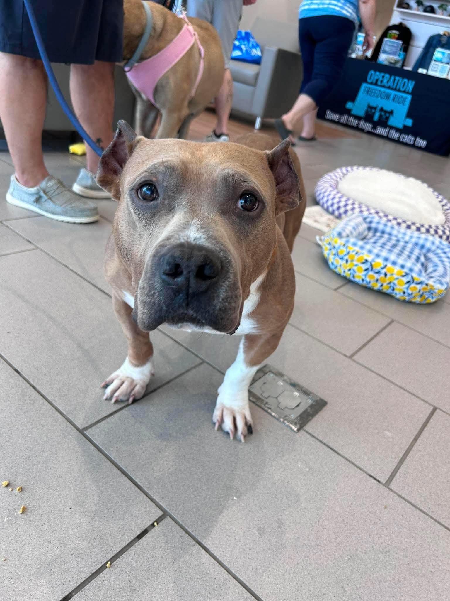 Enlarge Roar, a ADOPTABLE Mixed Breed in Rochester , NY image 3/6