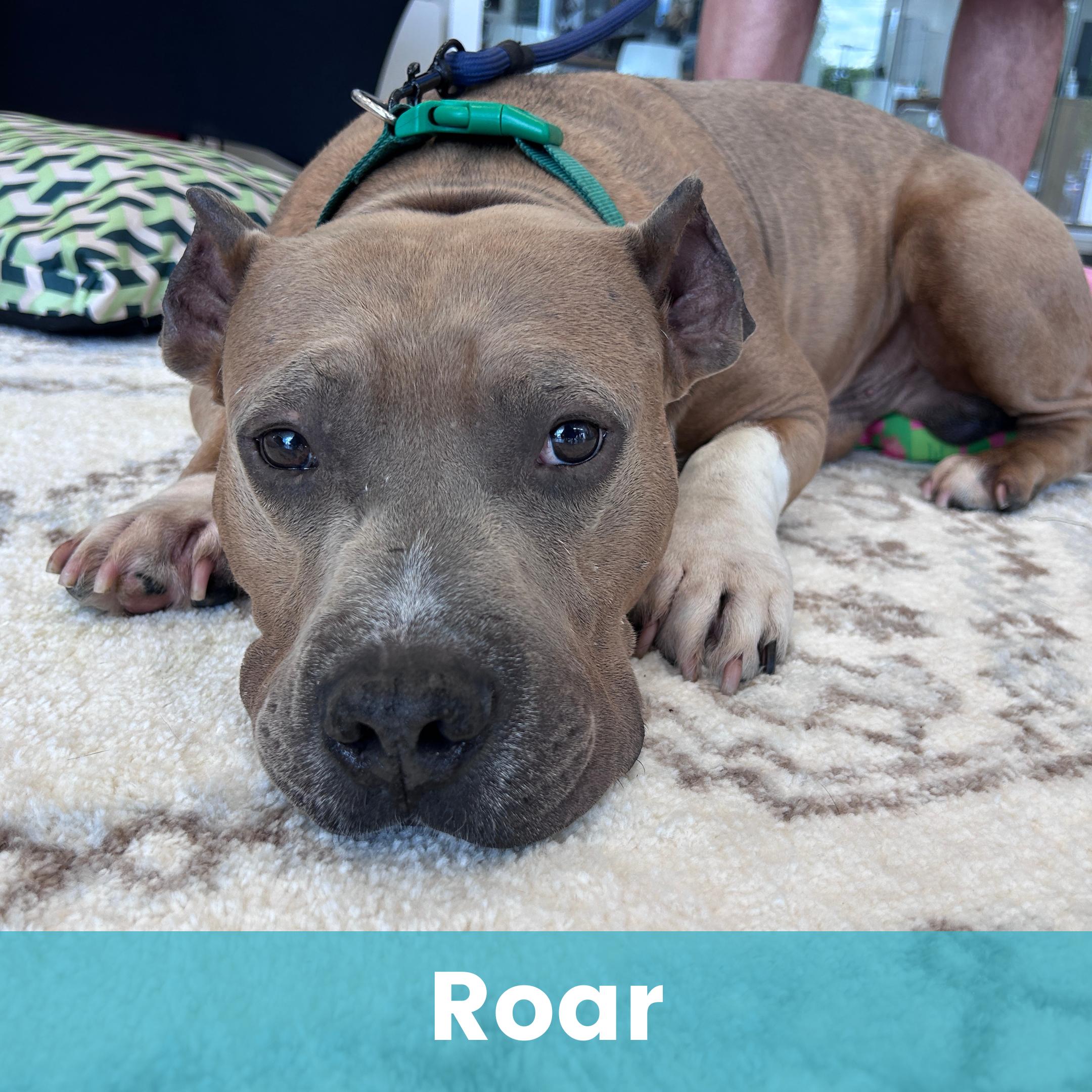 Roar, ADOPTABLE, Adult Male Mixed Breed.