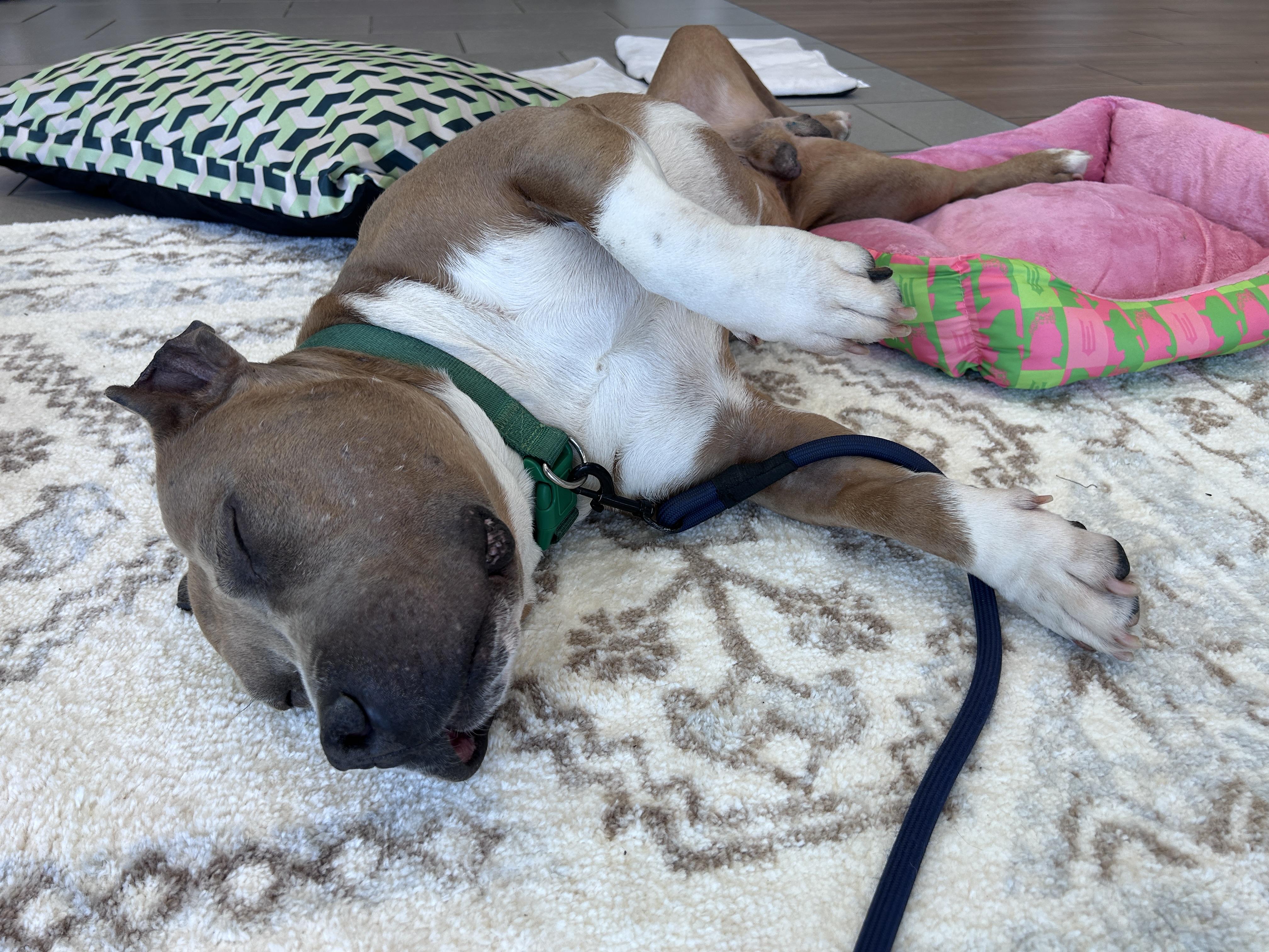 Enlarge Roar, a ADOPTABLE Mixed Breed in Rochester , NY image 4/6