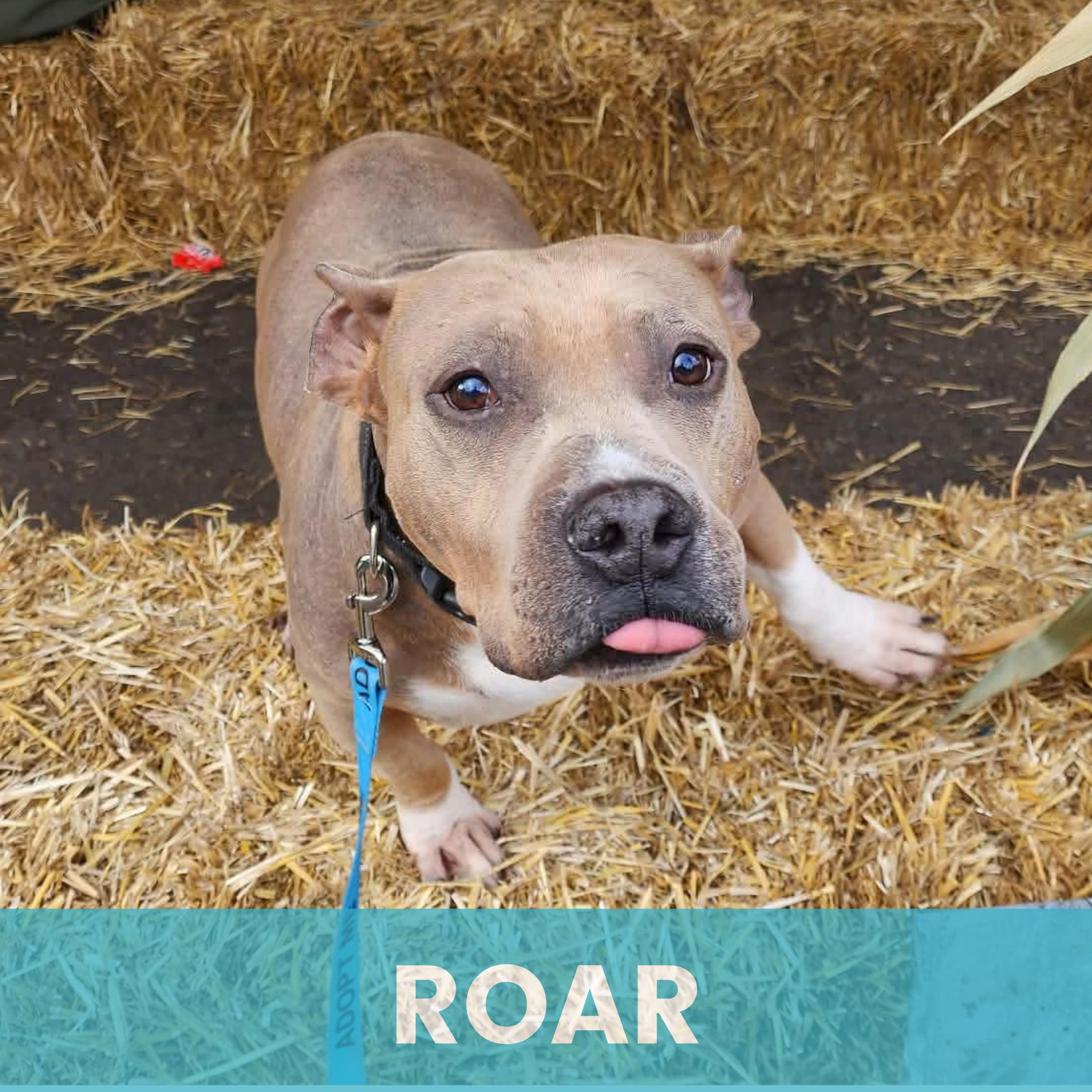 Roar, Adoptable, Adult Male Mixed Breed.
