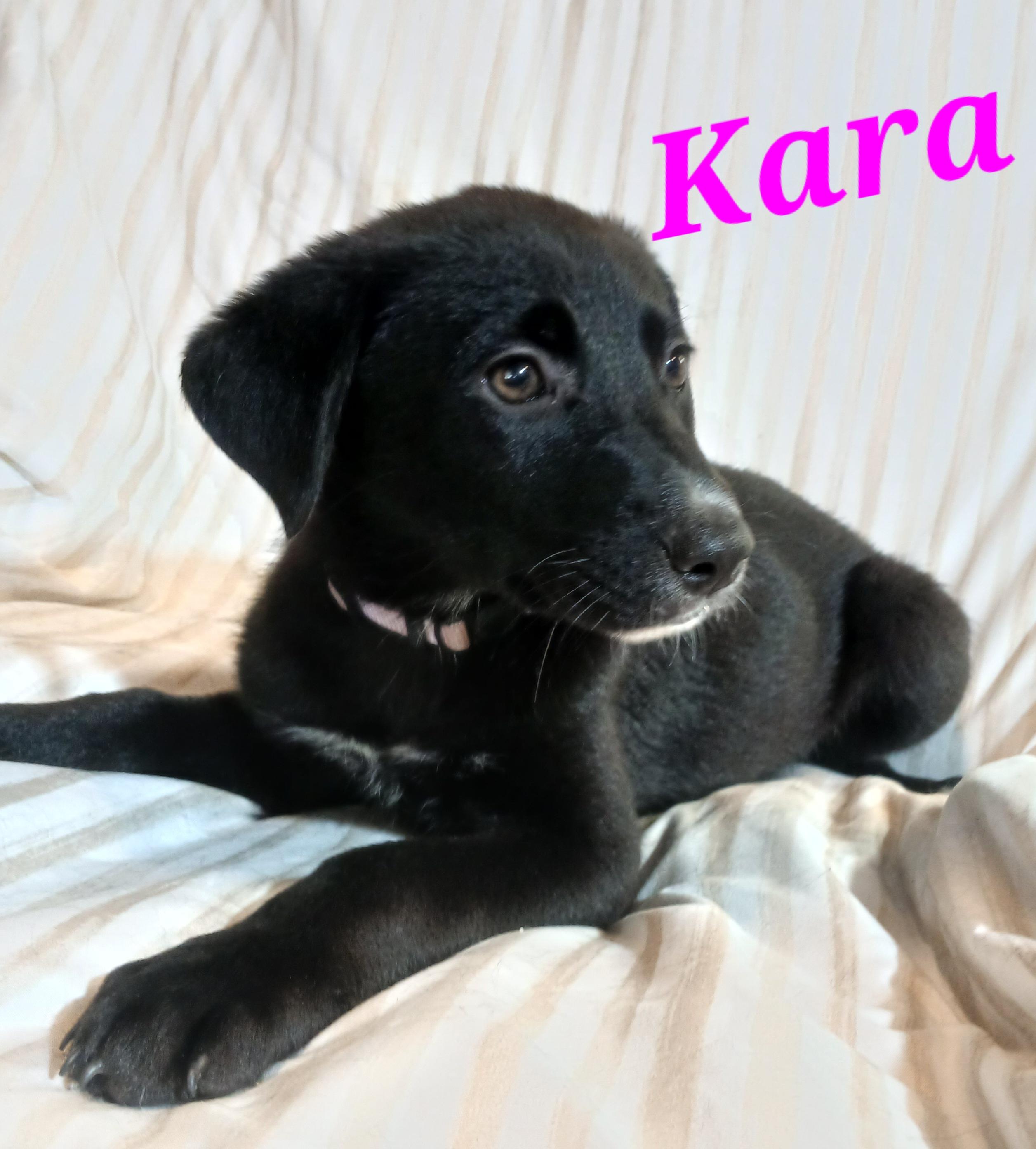 Enlarge Kara, a ADOPTABLE mixed breed in Rome, GA image 2/2
