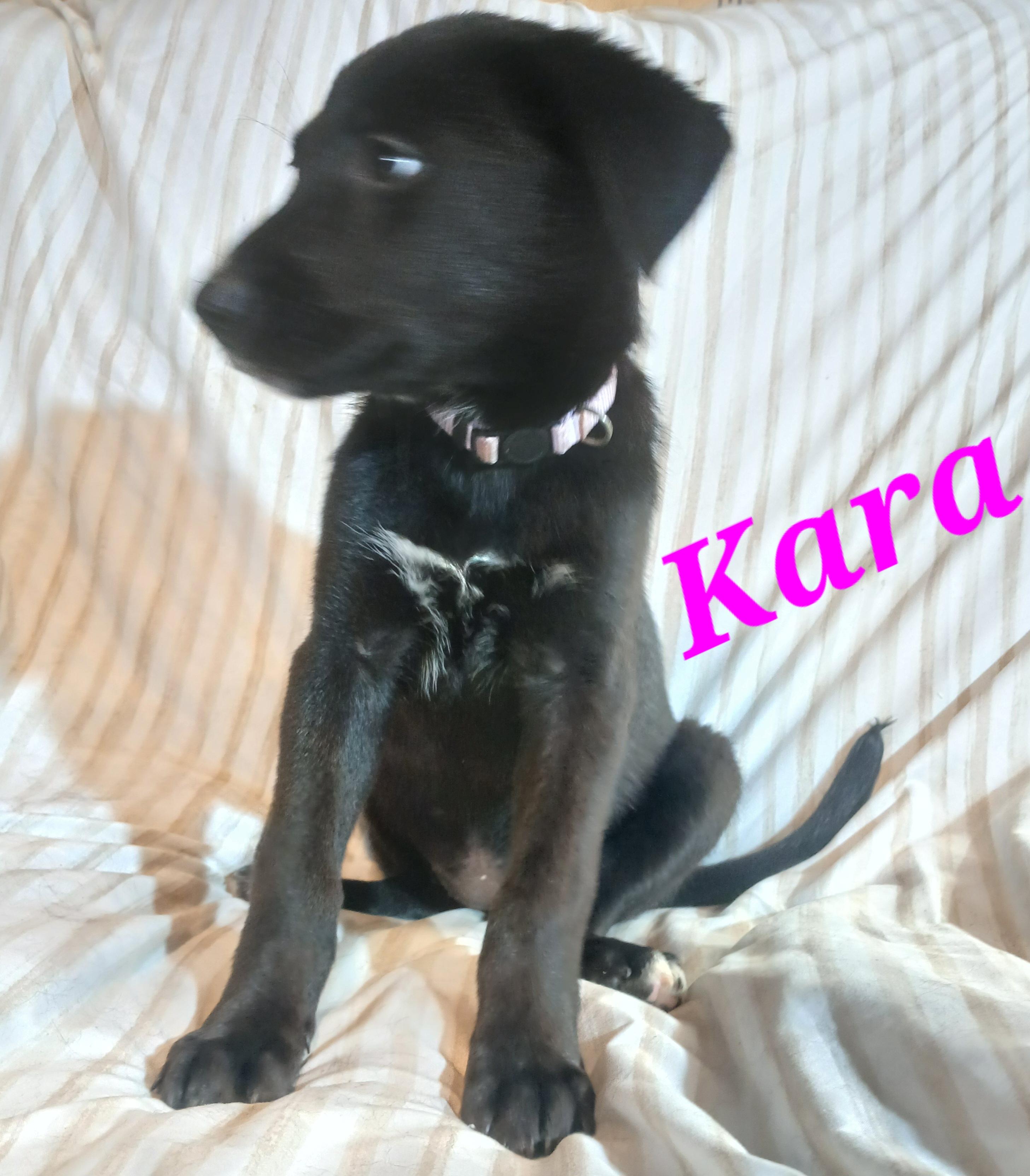 Kara, ADOPTABLE, Puppy Female German Shepherd Dog.