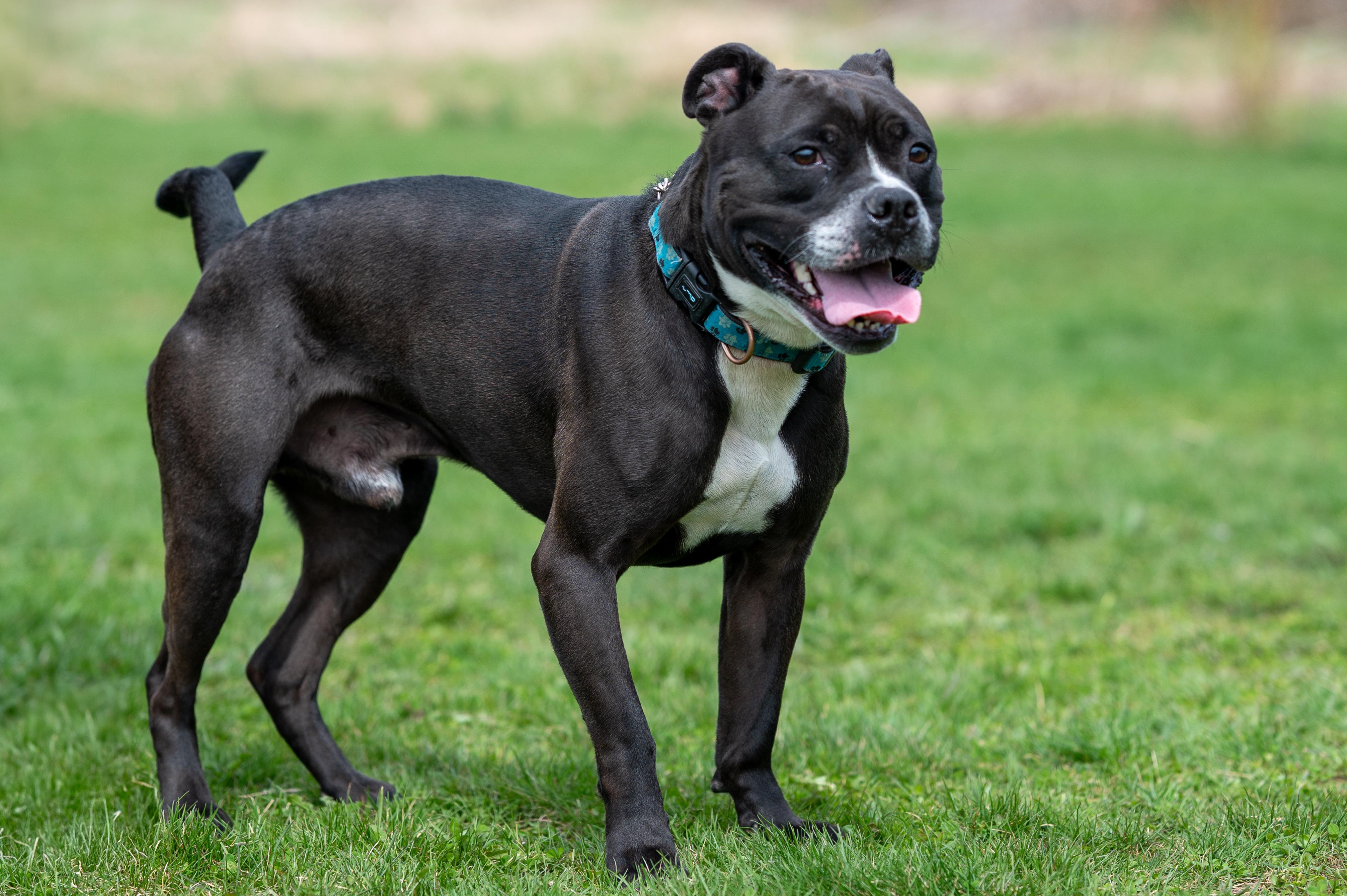 Stubby, Adult Male unknown