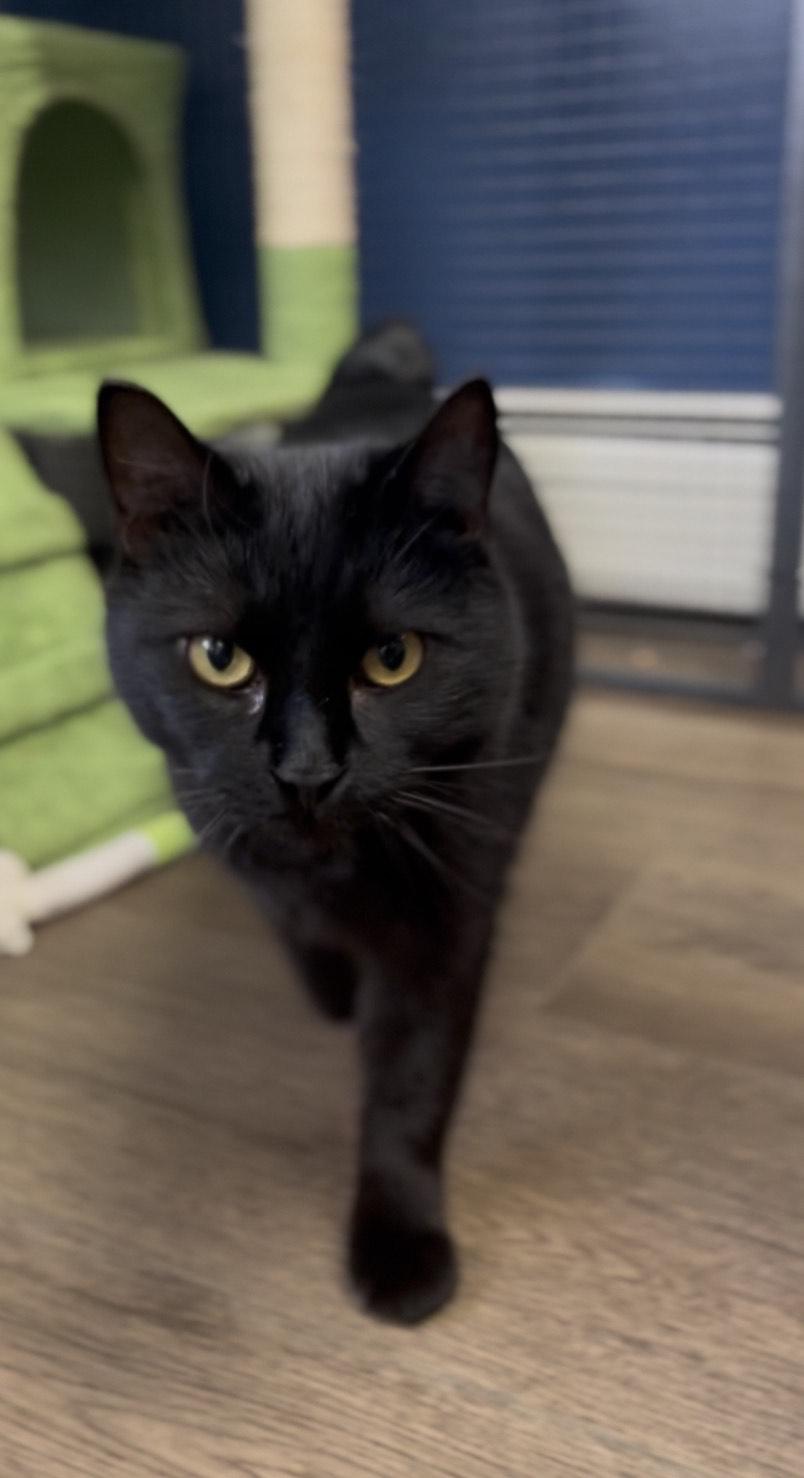 Ivy, adopted, Adult Female Domestic Short Hair.