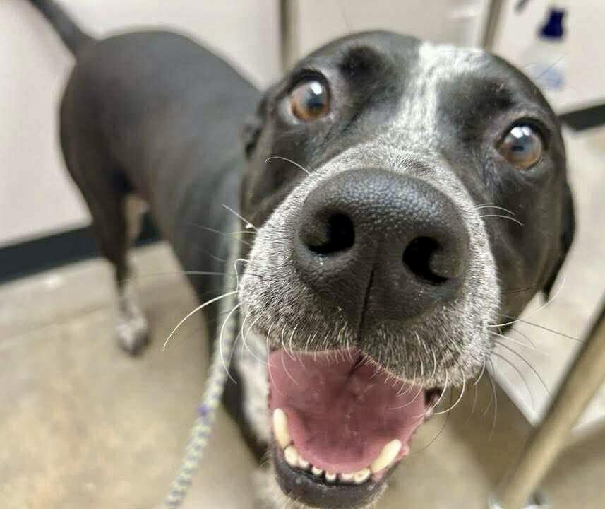 Enlarge Brody, a Adoptable mixed breed in Grand Rapids, MI image 2/5