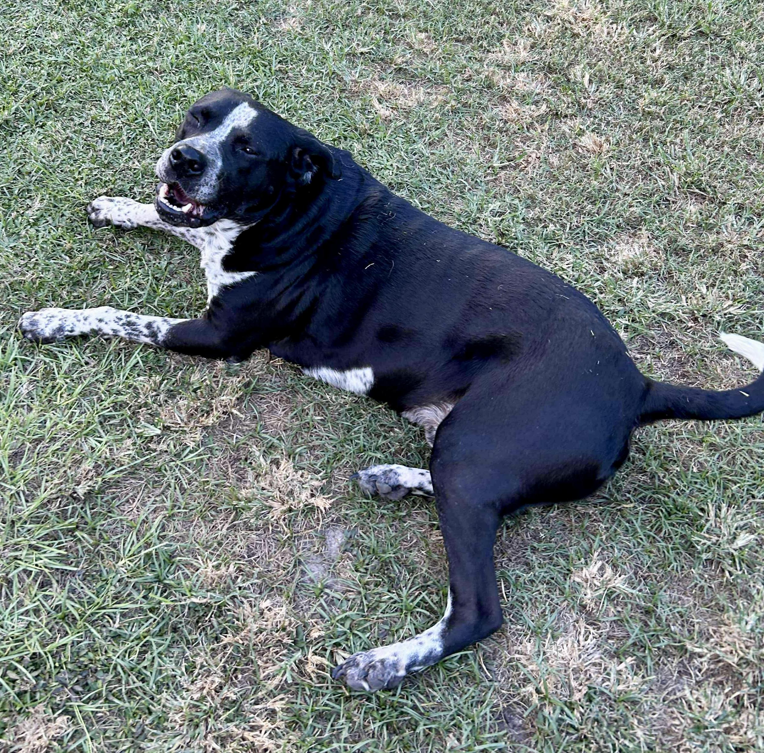 Enlarge Brody, a Adoptable mixed breed in Grand Rapids, MI image 5/5