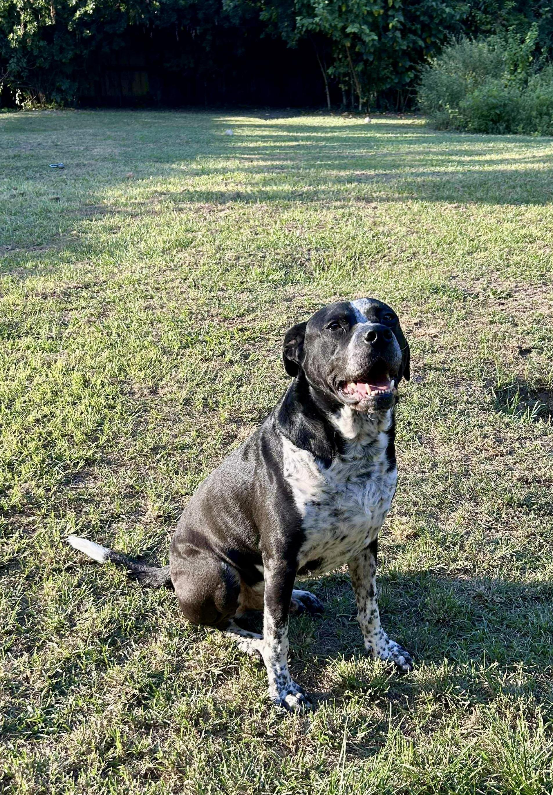 Enlarge Brody, a Adoptable mixed breed in Grand Rapids, MI image 3/5