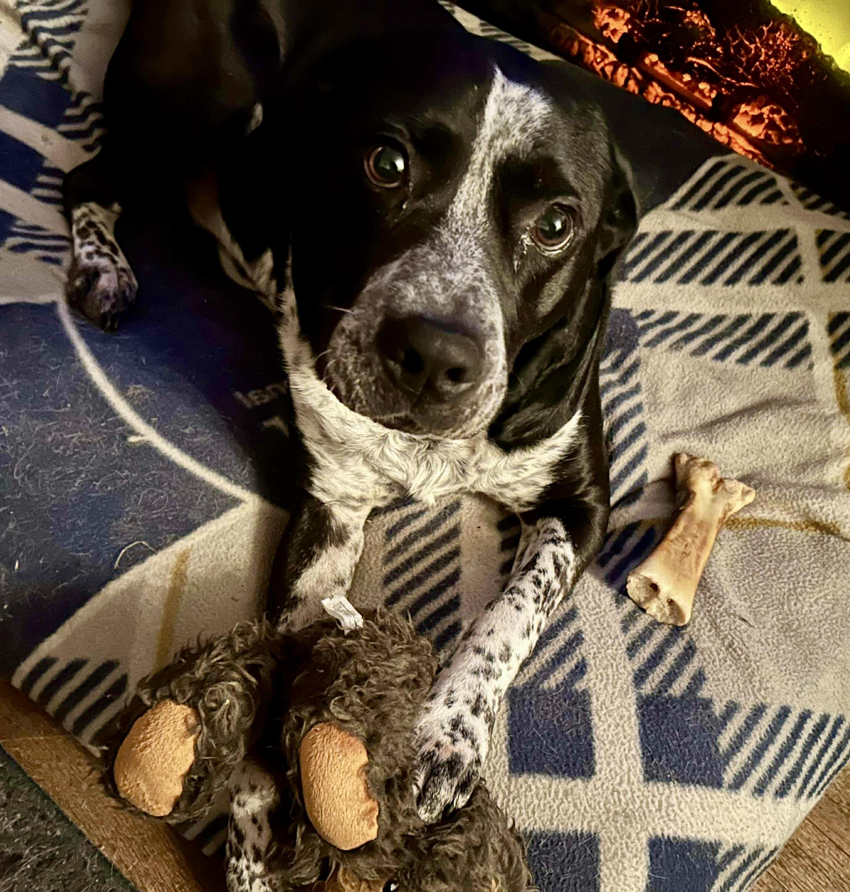 Brody, Adoptable, Adult Male Australian Cattle Dog / Blue Heeler & Pit Bull Terrier.
