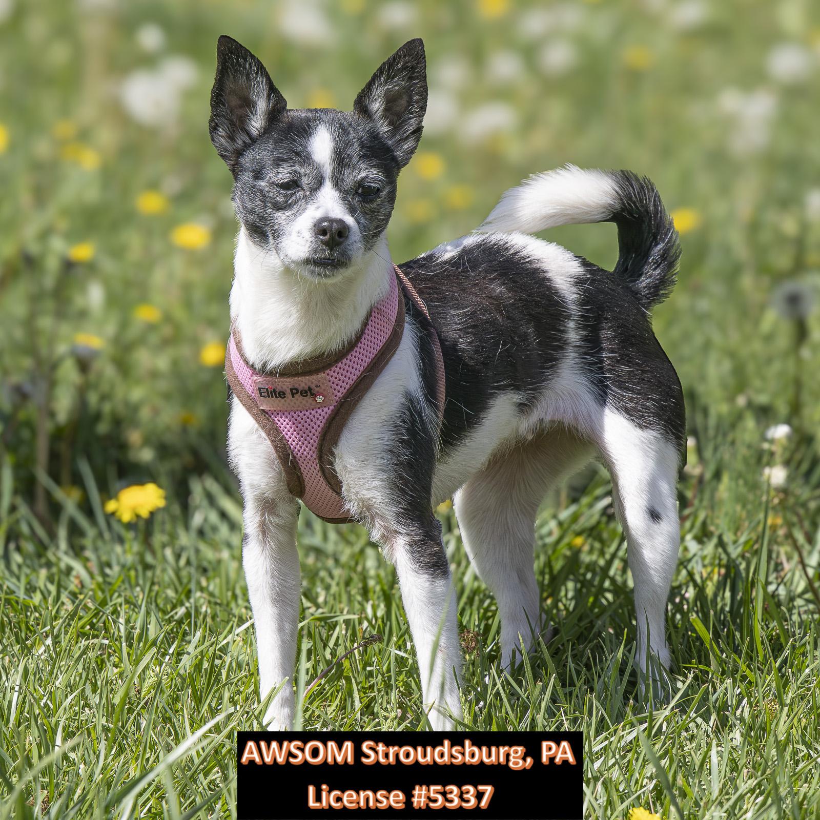 Enlarge Sassy, a ADOPTABLE Chihuahua in Stroudsburg, PA image 1/2