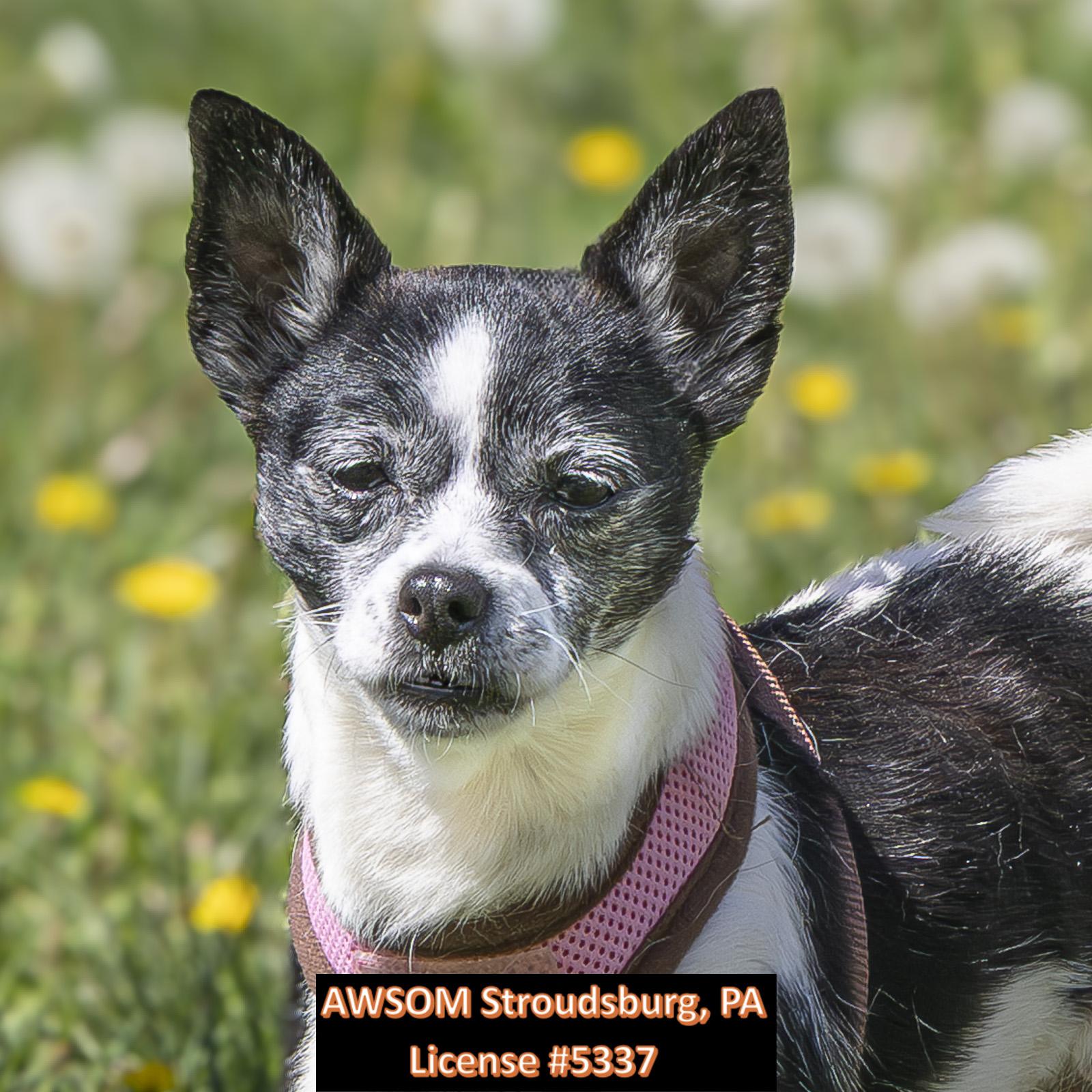 Enlarge Sassy, a ADOPTABLE Chihuahua in Stroudsburg, PA image 2/2