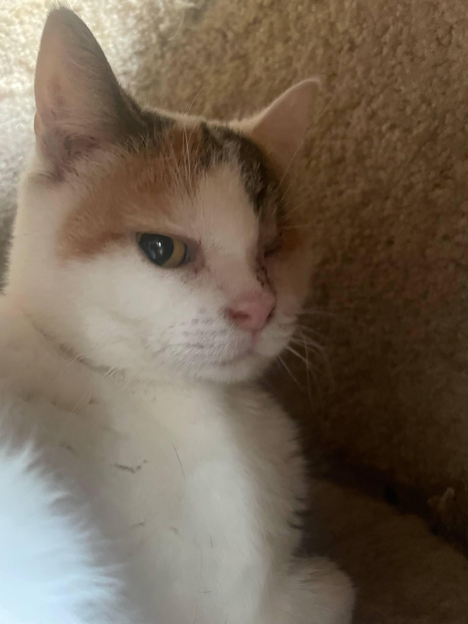 Enlarge Gaia, a Adoptable Domestic Short Hair in Chatham, ON image 3/5