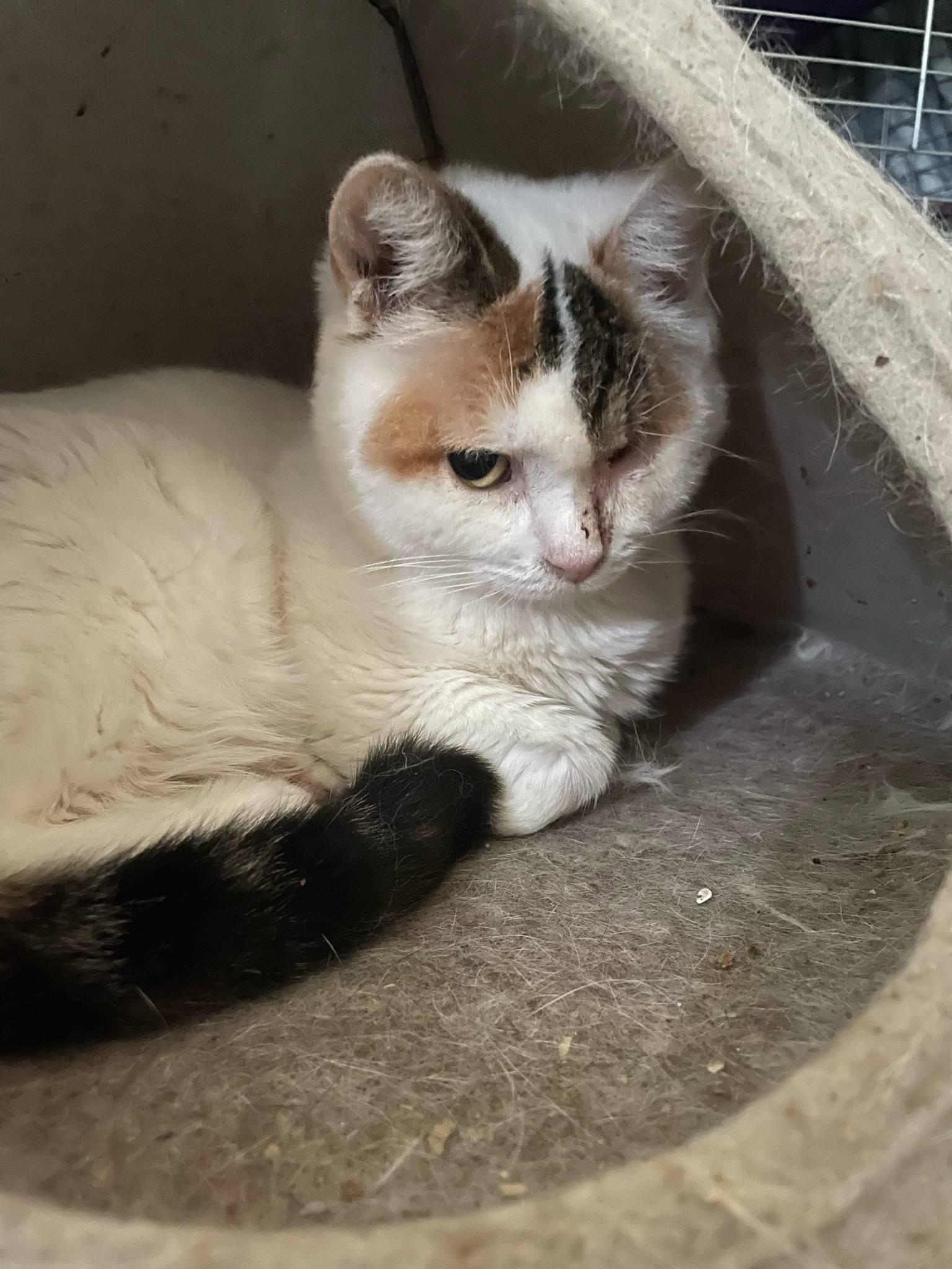 Enlarge Gaia, a Adoptable Domestic Short Hair in Chatham, ON image 2/5