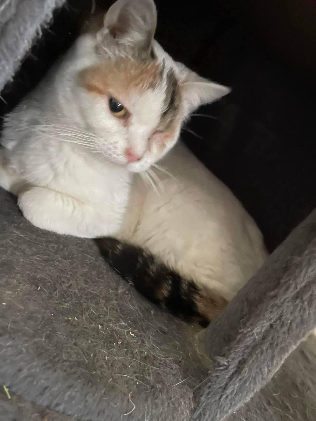 Enlarge Gaia, a Adoptable Domestic Short Hair in Chatham, ON image 5/5