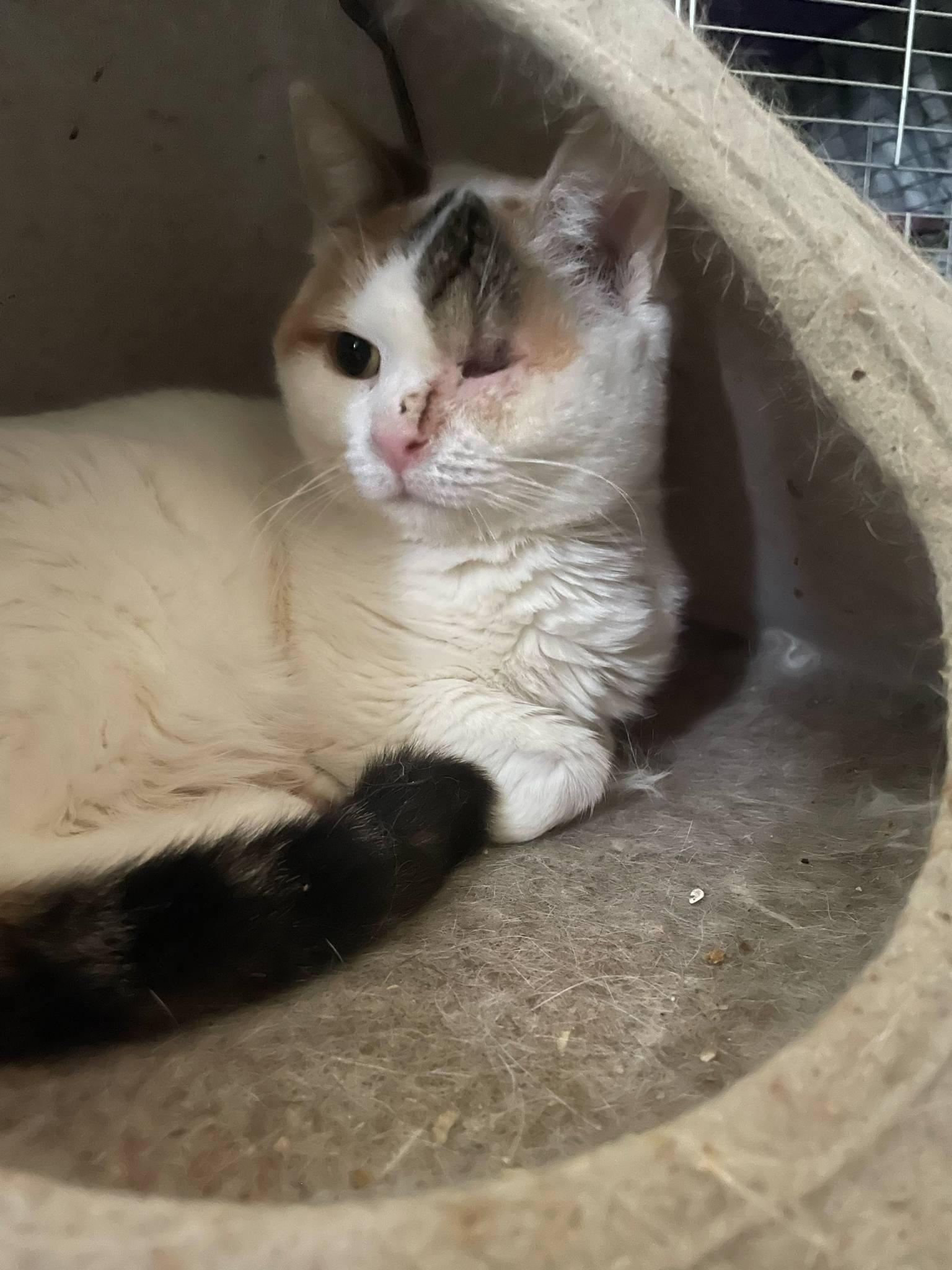 Enlarge Gaia, a Adoptable Domestic Short Hair in Chatham, ON image 4/5