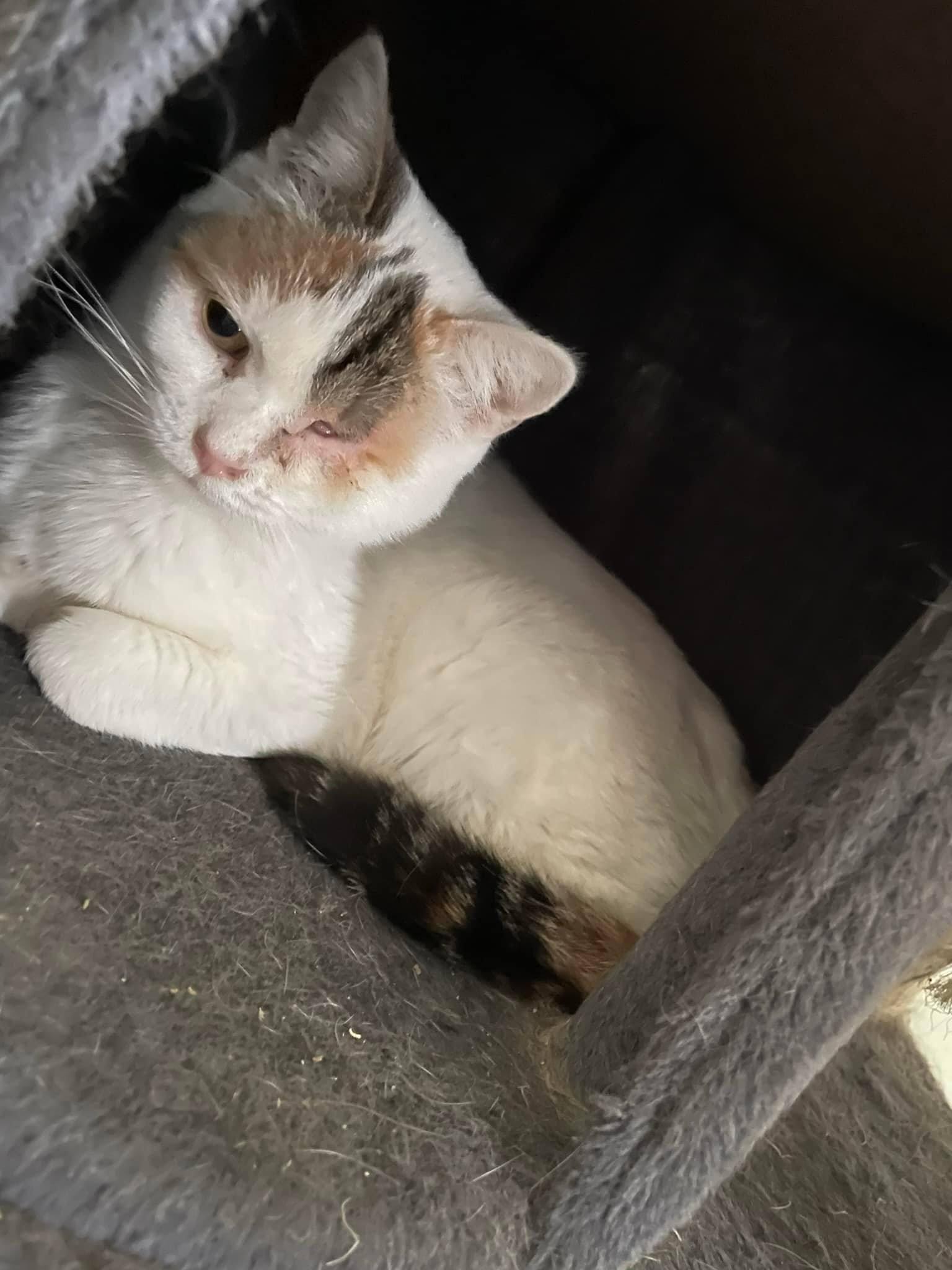 Enlarge Gaia, a Adoptable Domestic Short Hair in Chatham, ON image 1/5