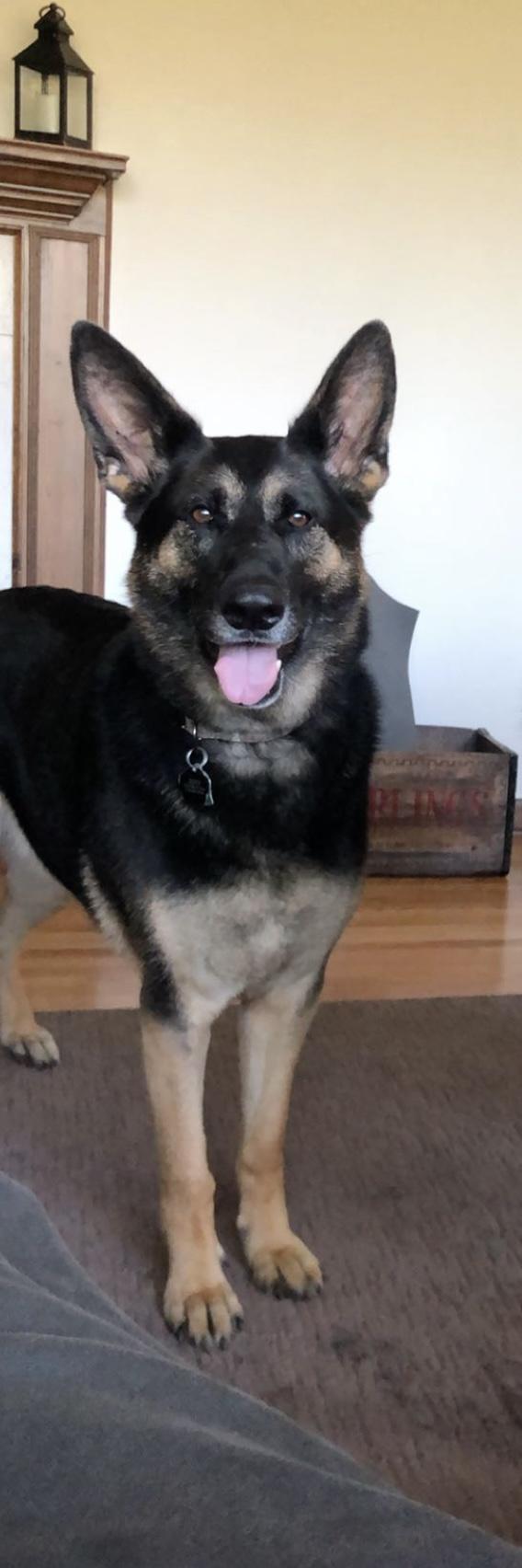 Enlarge Zoey, a ADOPTABLE German Shepherd Dog in Rochester, NY image 1/1