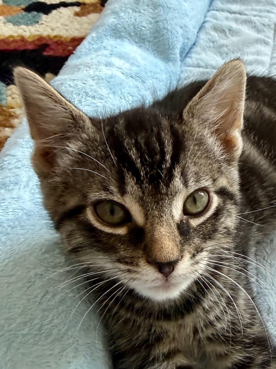 Toblerone, Adoptable, Kitten Female Domestic Short Hair.